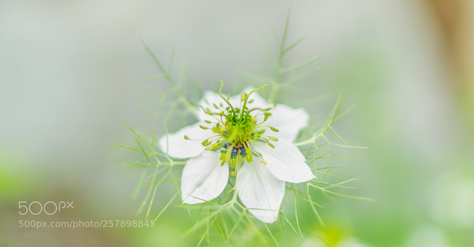 Sony a7 III sample photo. Some flower. photography