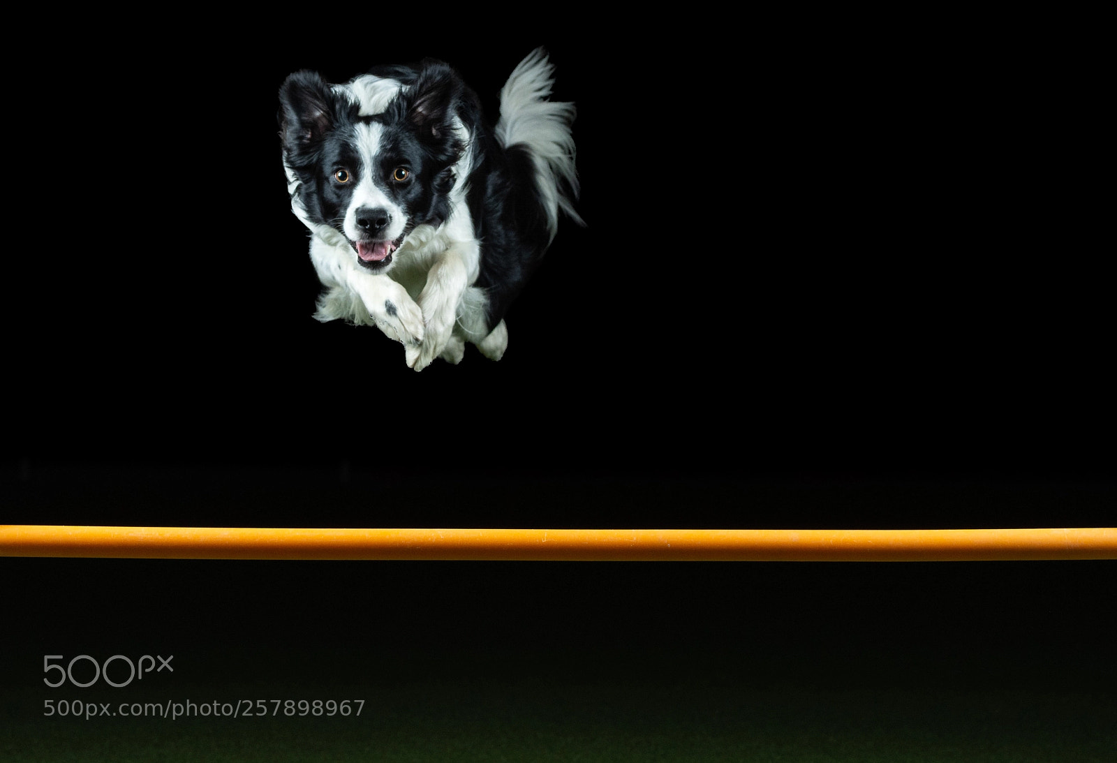 Nikon D7200 sample photo. Agility dogs photography