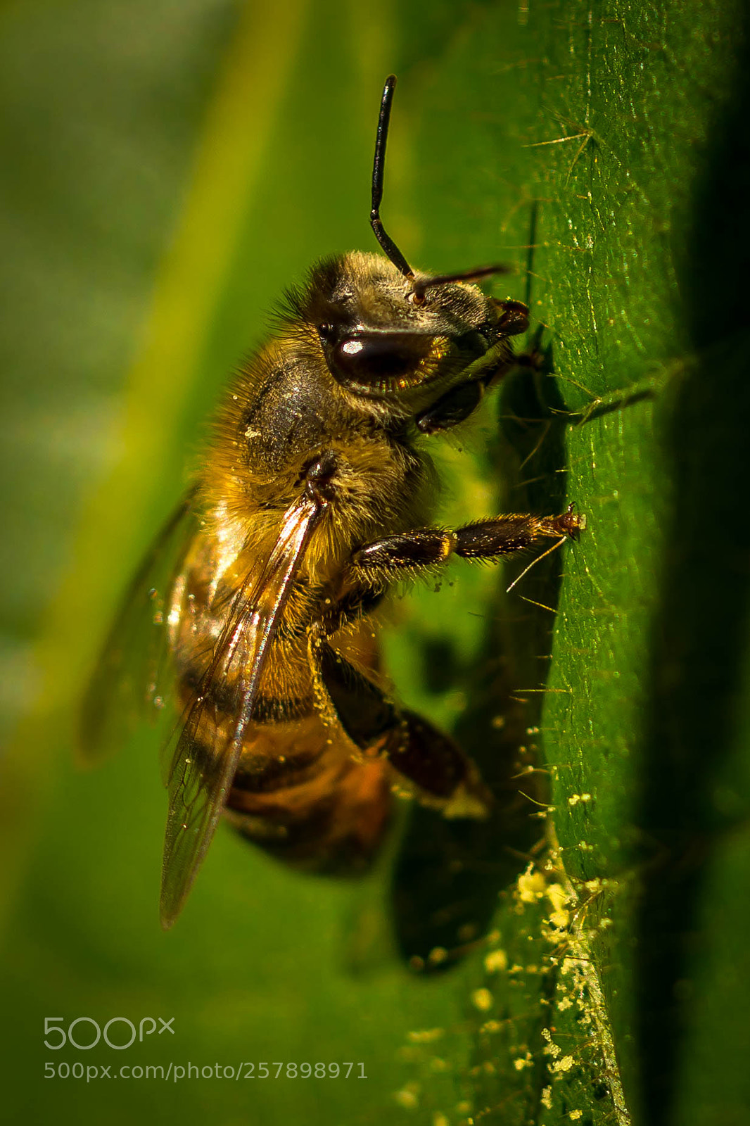 Nikon D7100 sample photo. On the pollen trail photography