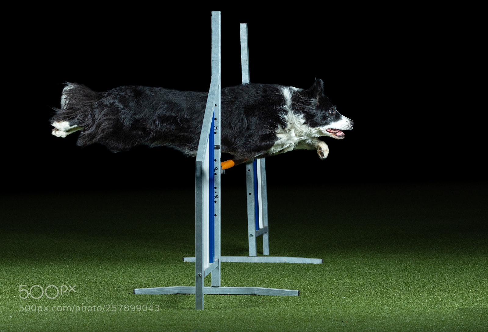 Nikon D7200 sample photo. Agility dogs photography