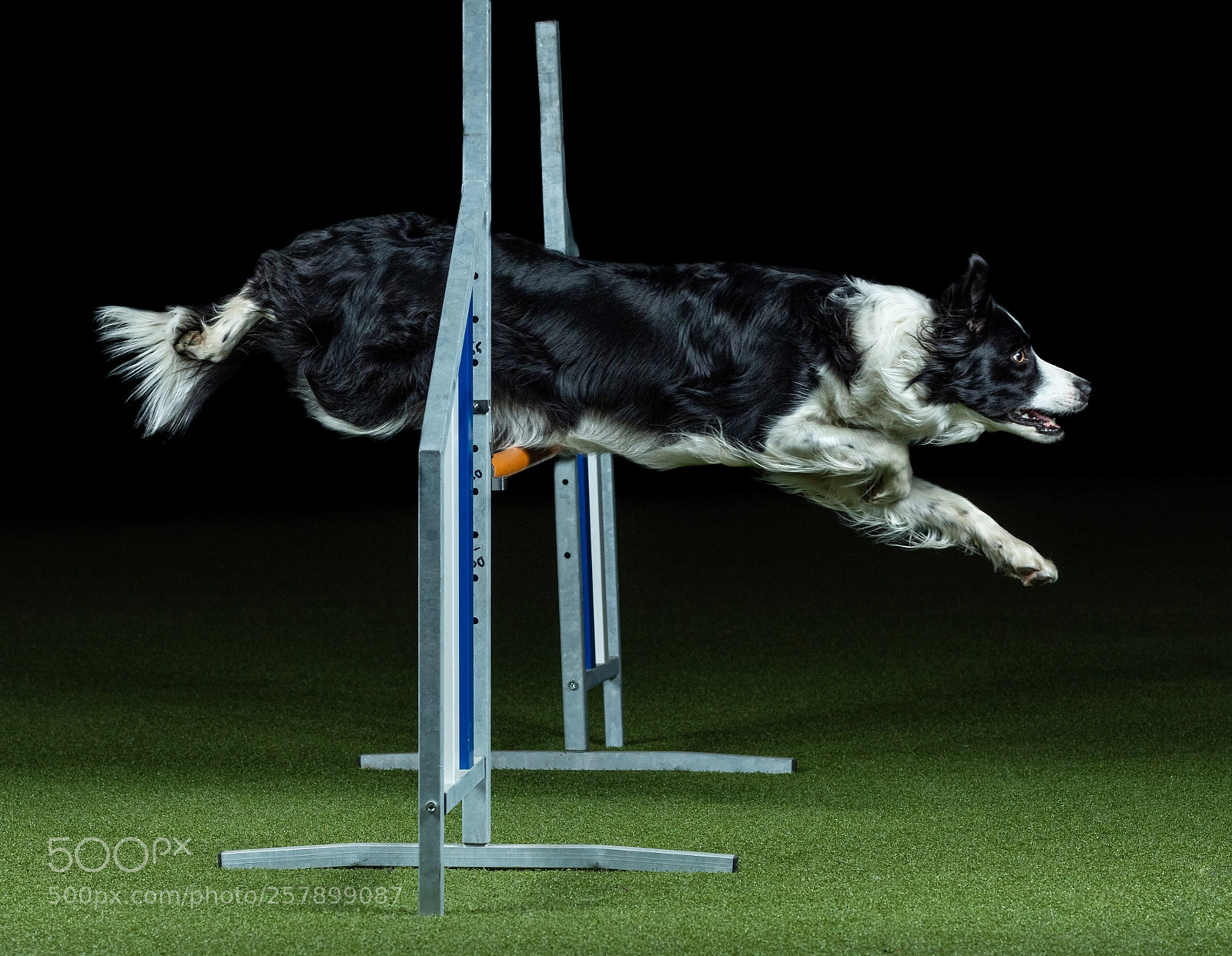 Nikon D7200 sample photo. Agility dogs photography