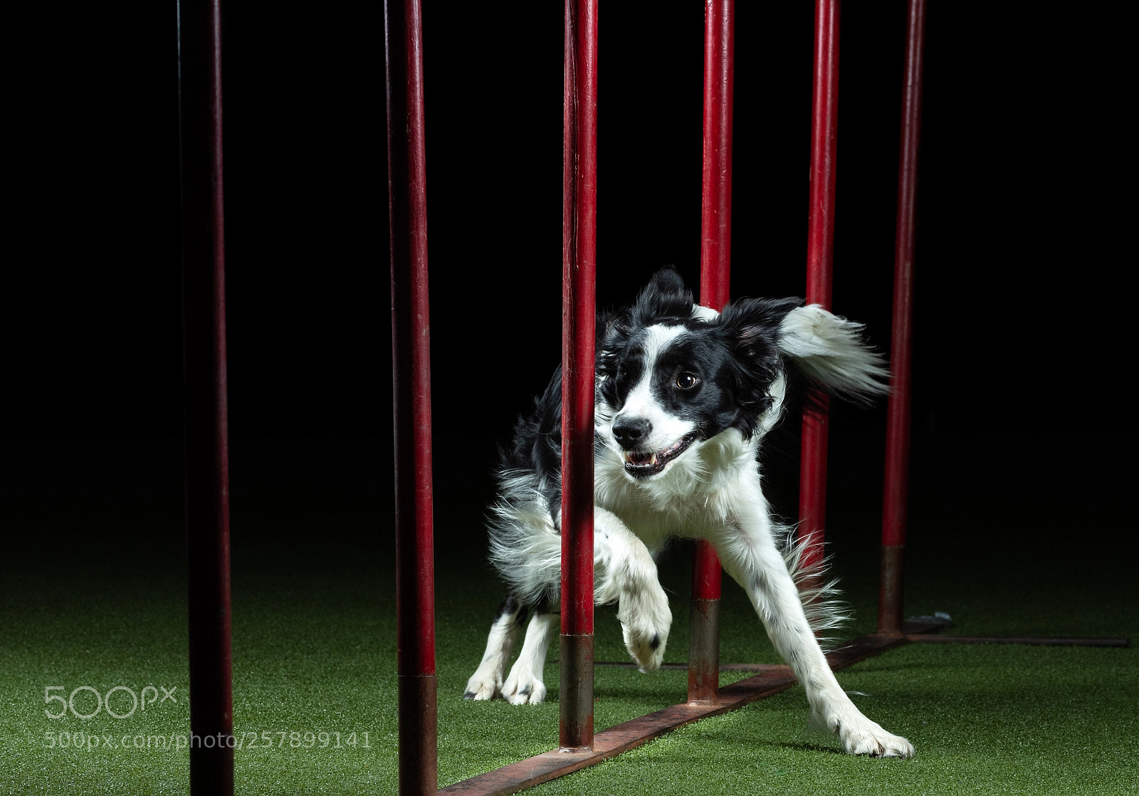 Nikon D7200 sample photo. Agility dogs photography