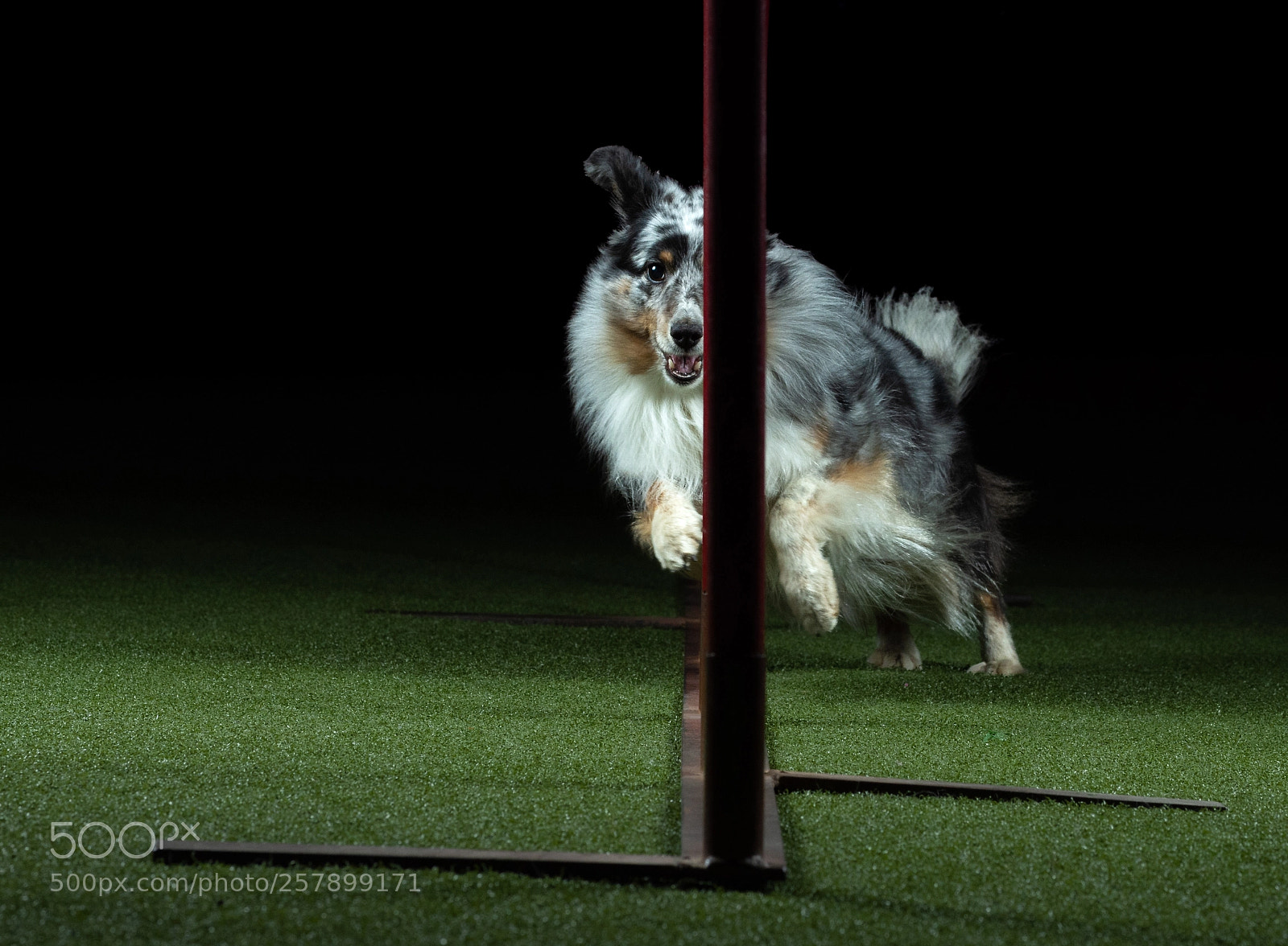 Nikon D7200 sample photo. Agility dogs photography