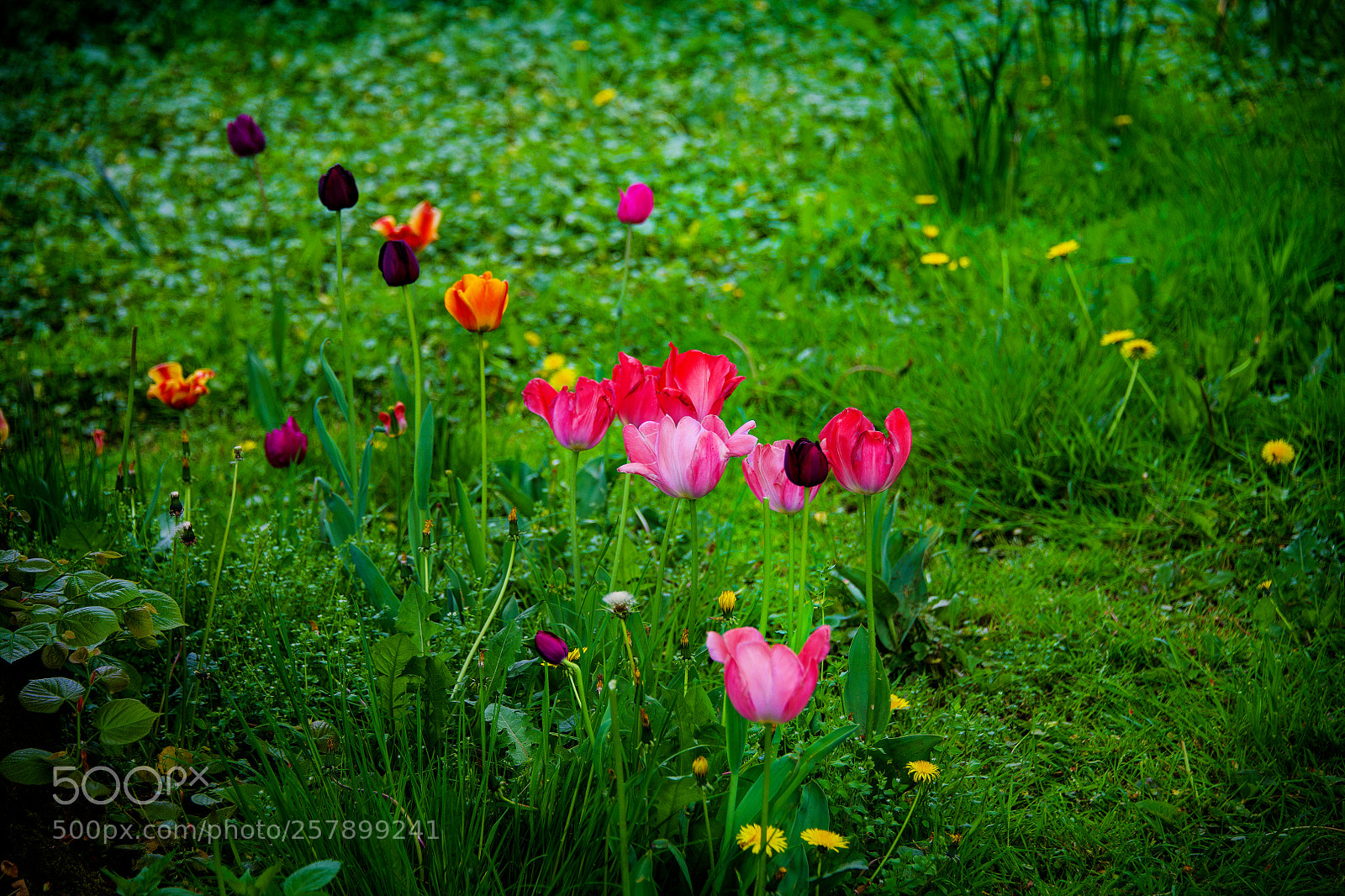 Nikon D850 sample photo. Garden flowers photography