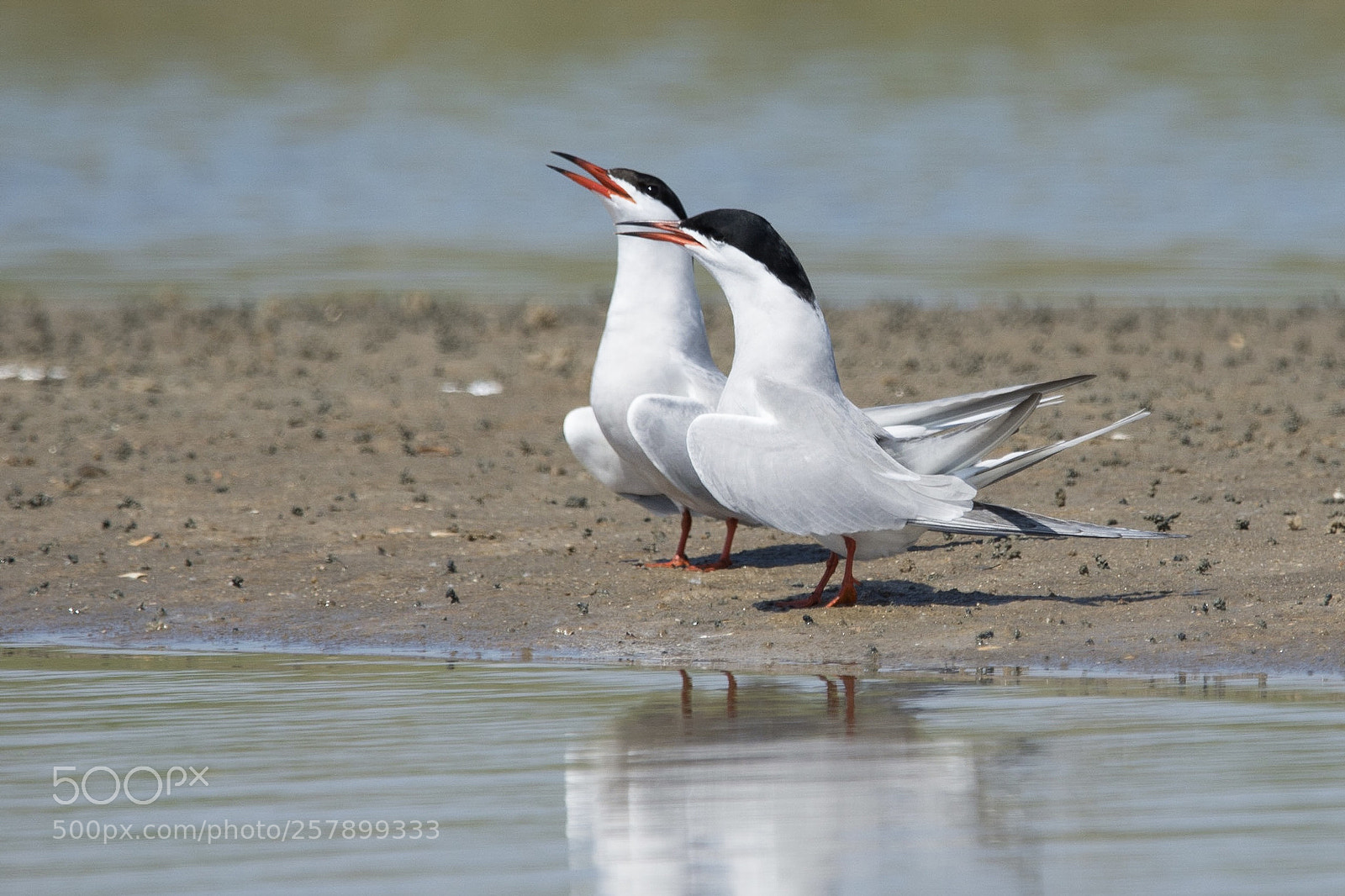 Nikon D7200 sample photo. Sterna hirundo photography