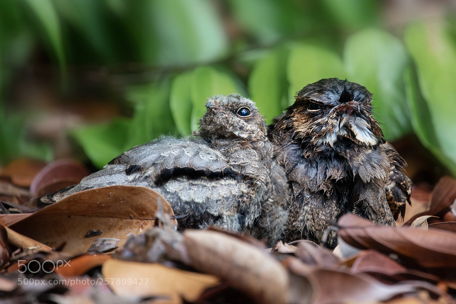 Nikon D850 sample photo. Large-tailed nightjar @ sbg photography
