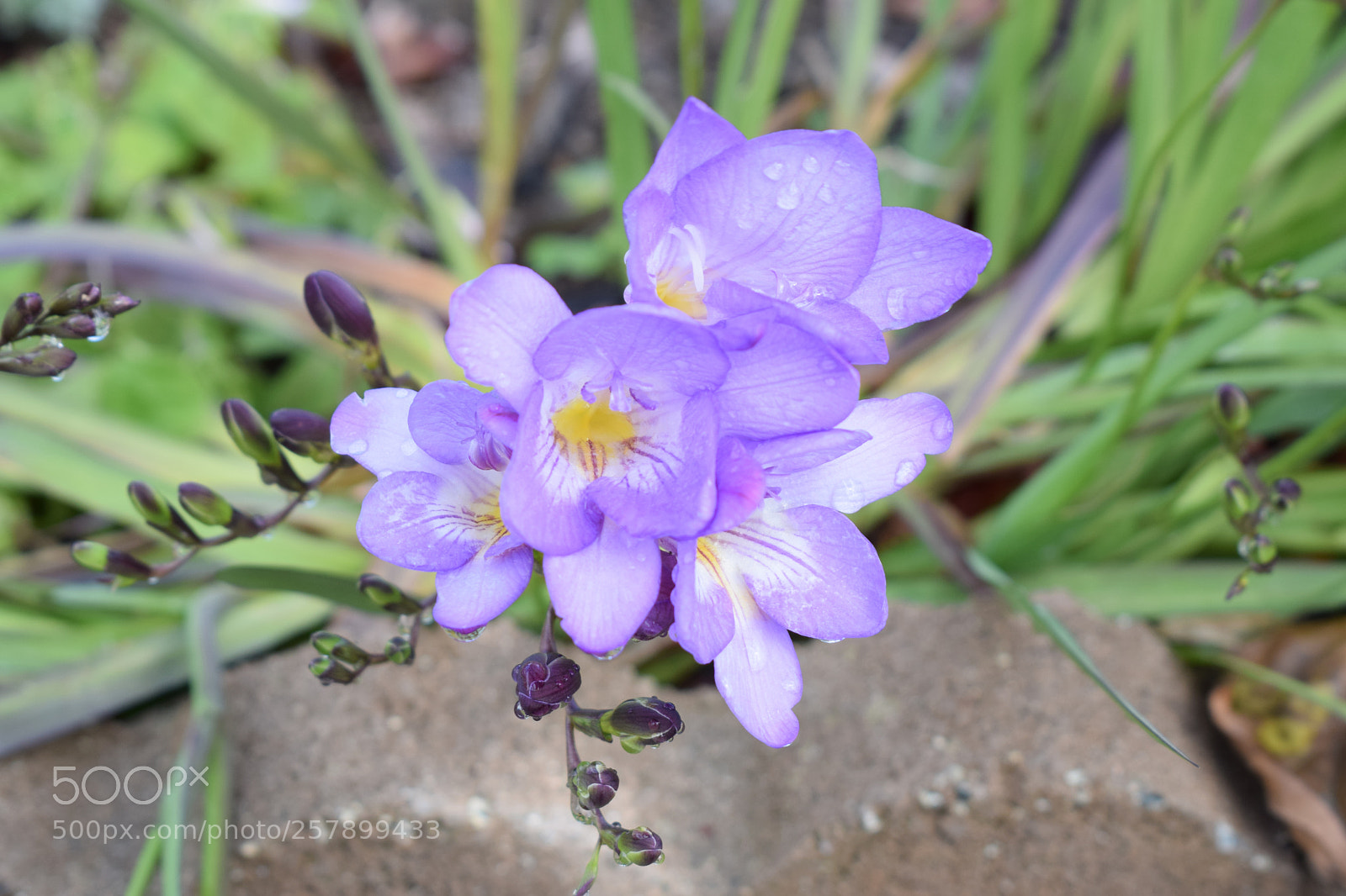 Nikon D5300 sample photo. Flower photography