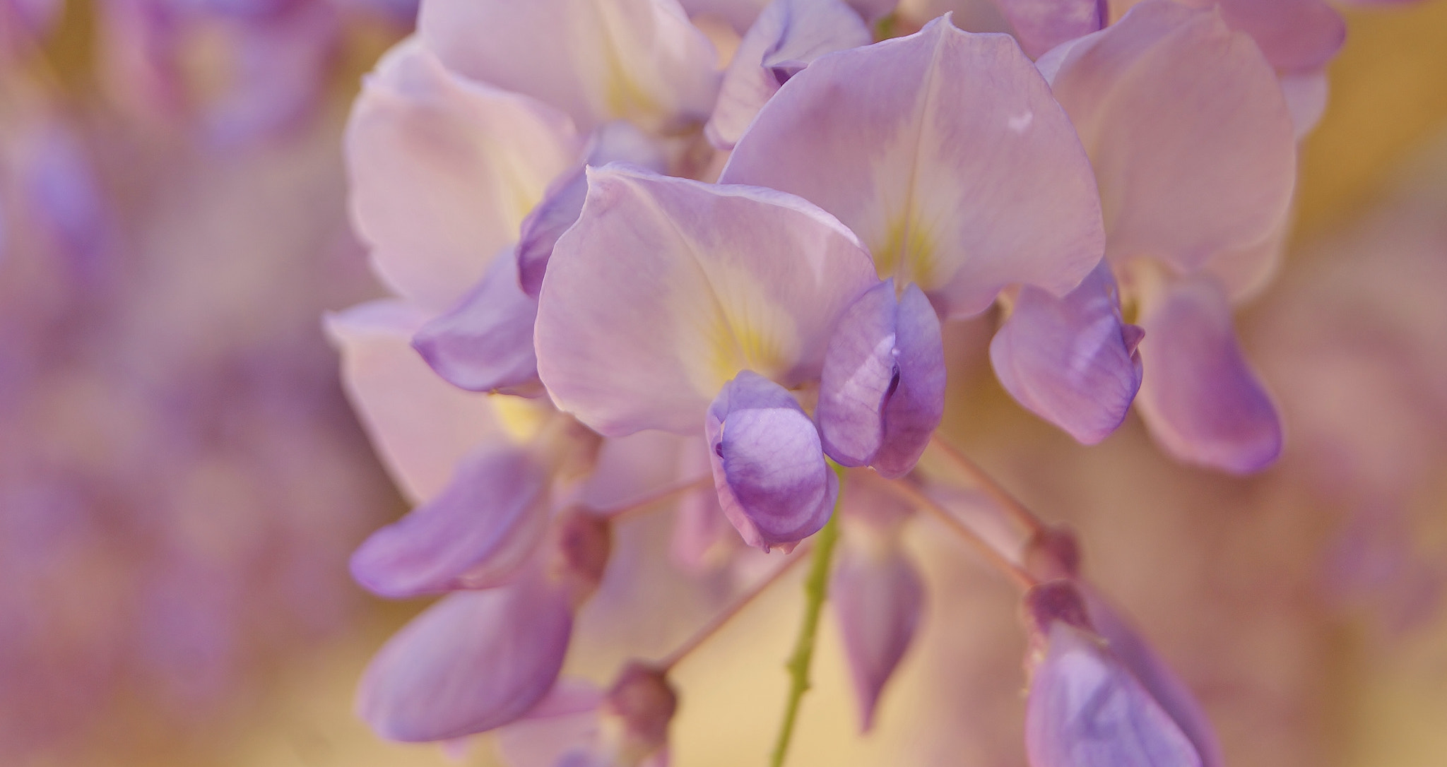 Sony Alpha DSLR-A380 sample photo. Seeing her again..... :) photography