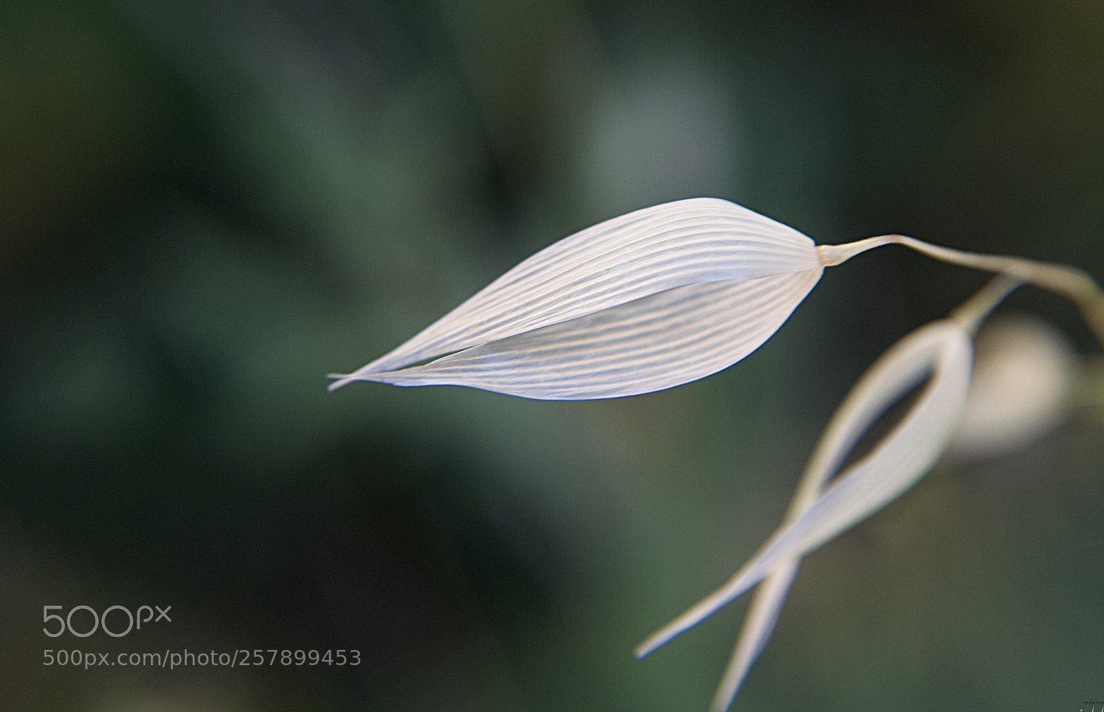 Nikon D3100 sample photo. ***pour toi*** photography
