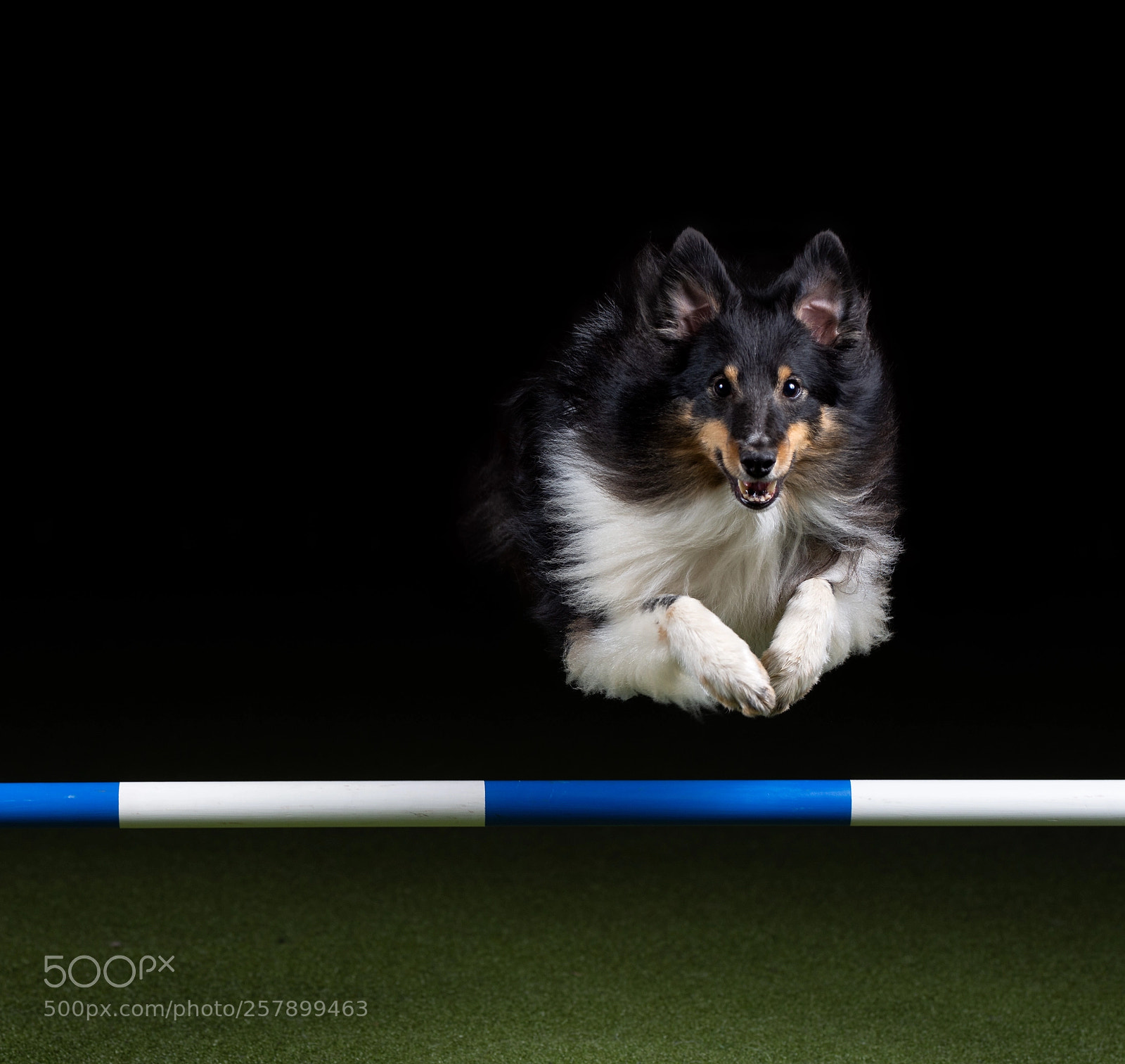 Nikon D7200 sample photo. Agility dogs photography