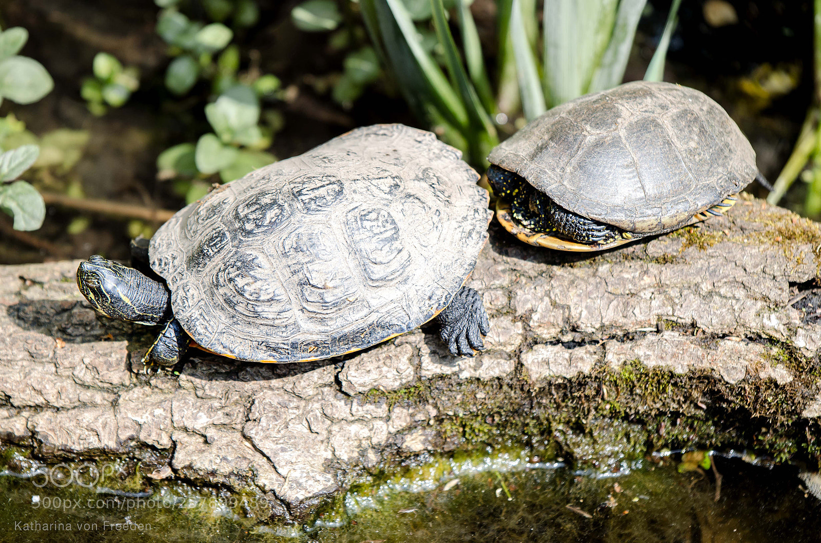Nikon D5100 sample photo. European pond turtle photography