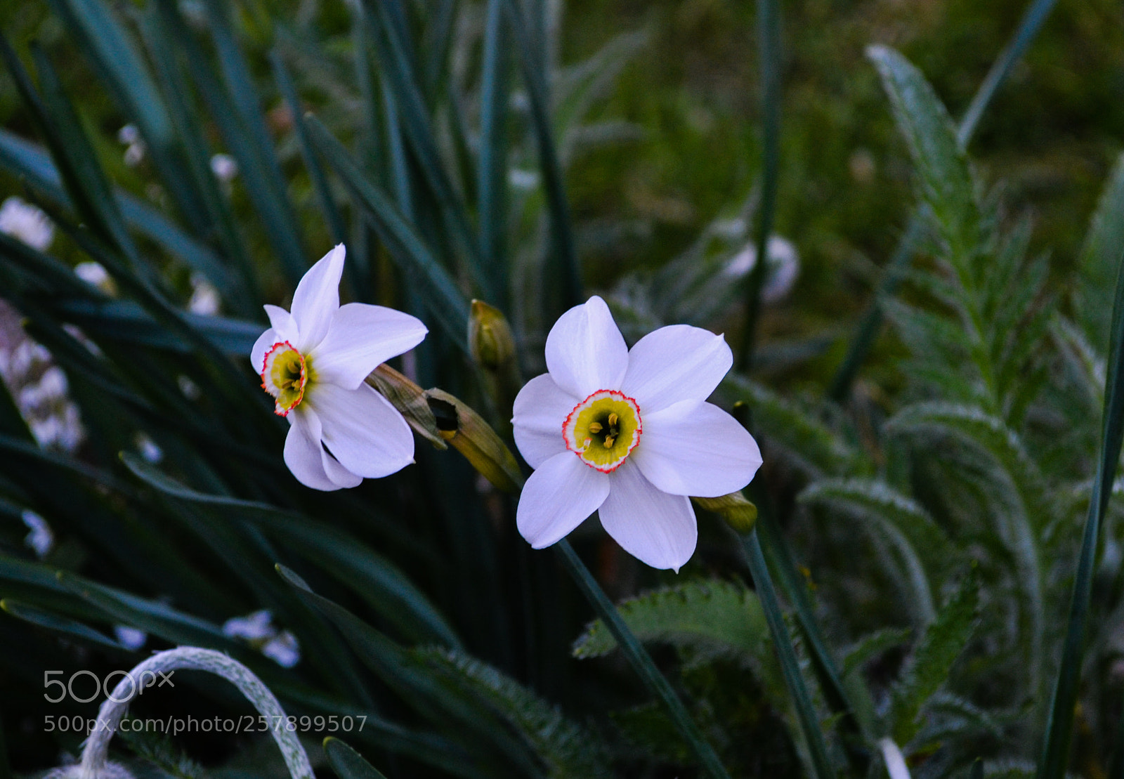Nikon D3100 sample photo. Narcissus flower photography