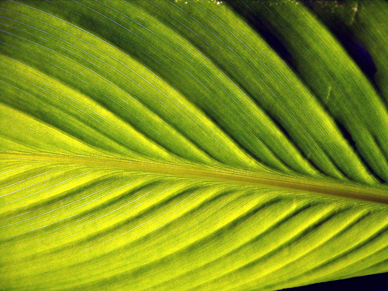 KONICA MINOLTA DiMAGE X21 sample photo. Leaf.1 photography