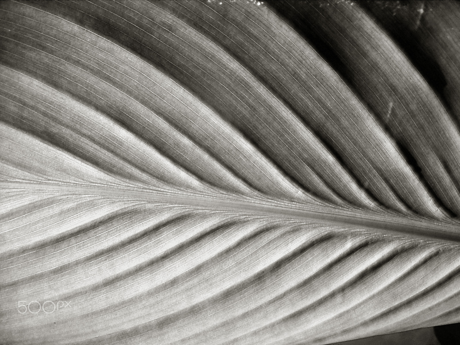 KONICA MINOLTA DiMAGE X21 sample photo. Leaf.2 photography