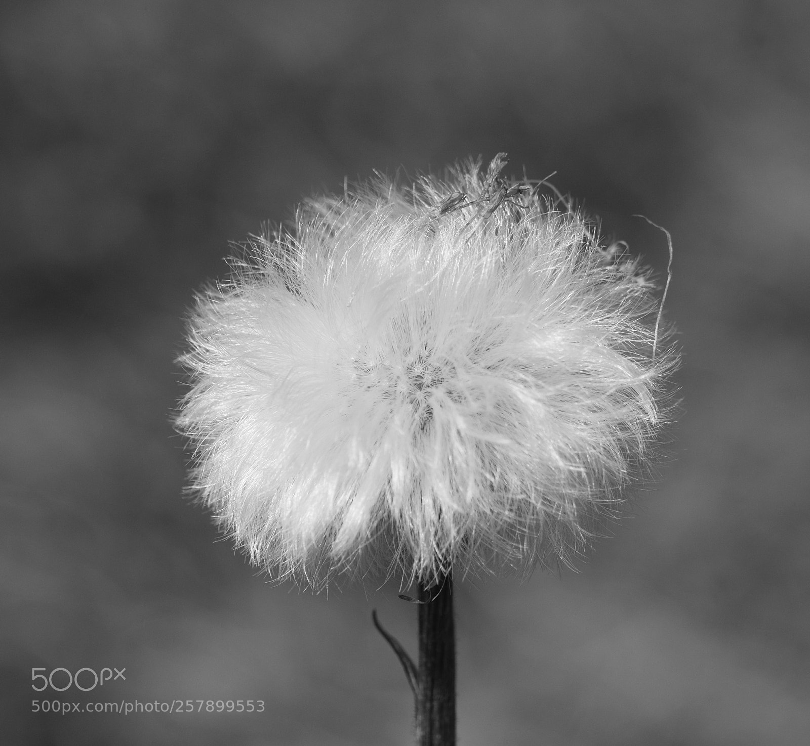 Nikon D5300 sample photo. Untitled photography