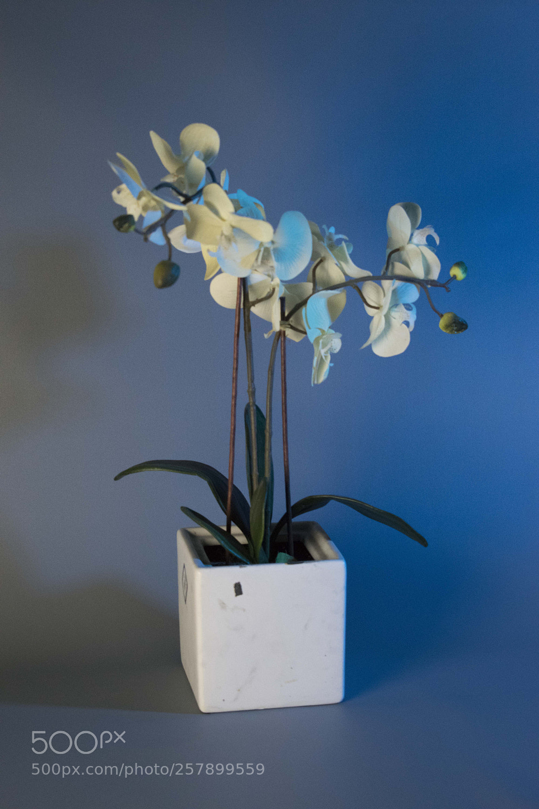 Nikon D5300 sample photo. Flowers photography