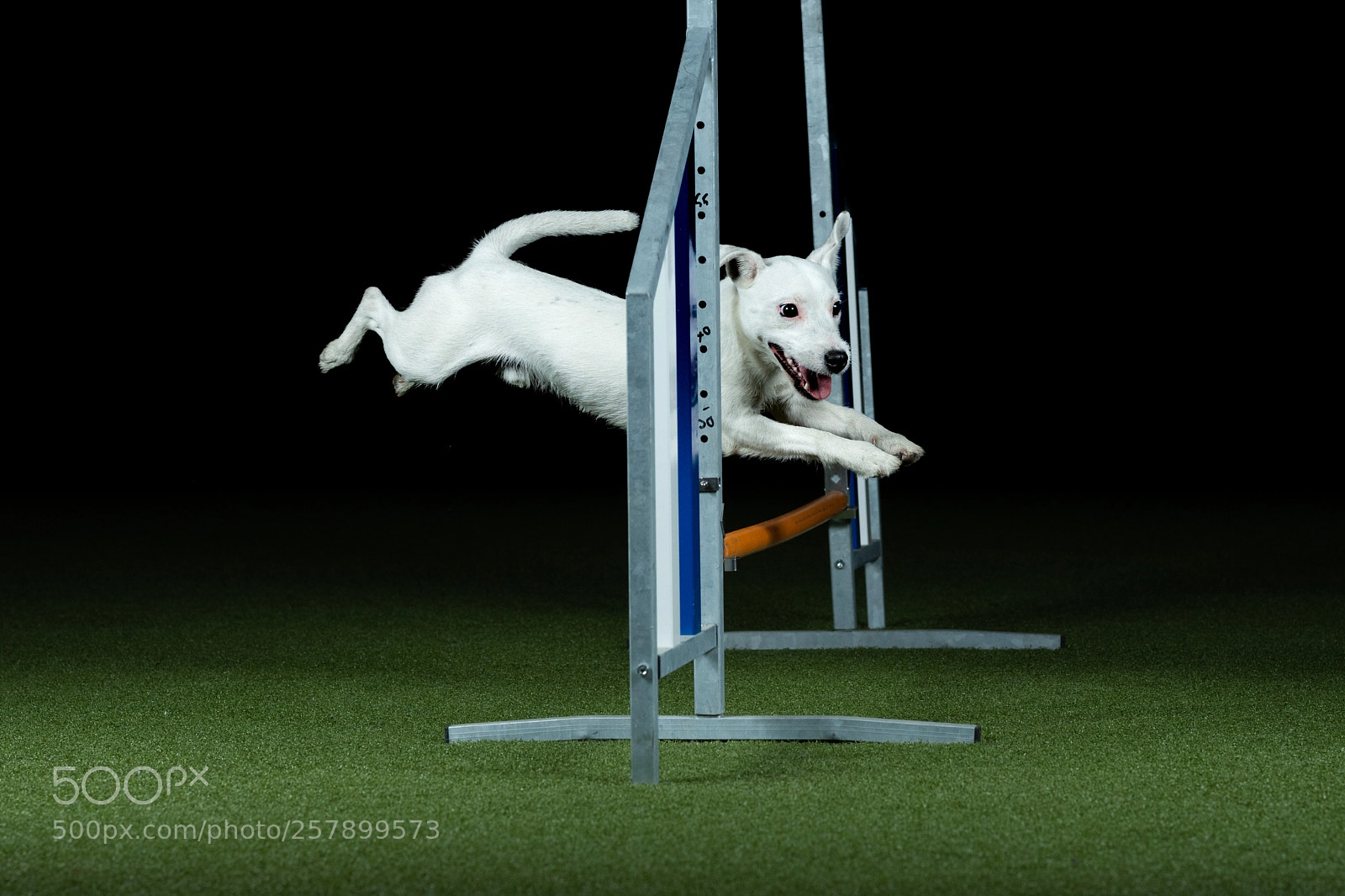 Nikon D7200 sample photo. Agility dogs photography