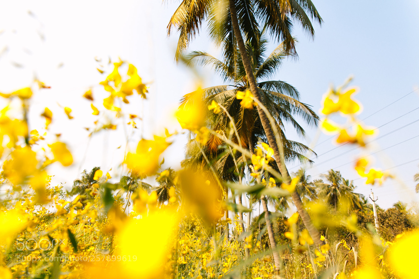 Canon EOS 5D Mark II sample photo. Juicy yellow photography