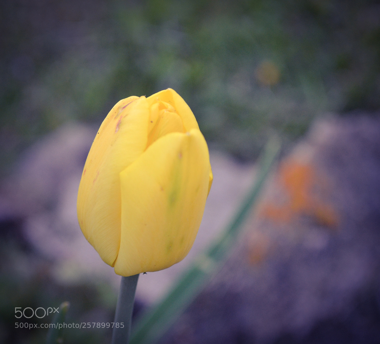 Nikon D3100 sample photo. Yellow tulip flower photography