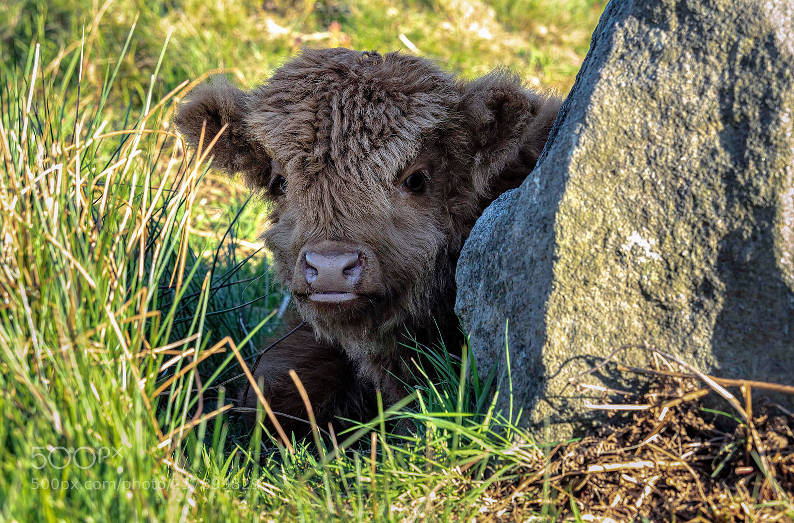 Olympus OM-D E-M5 II sample photo. Keeping in the shade photography