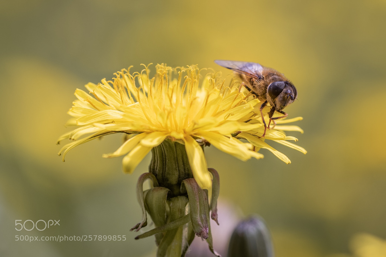 Canon EOS 7D Mark II sample photo. Flower & fly photography