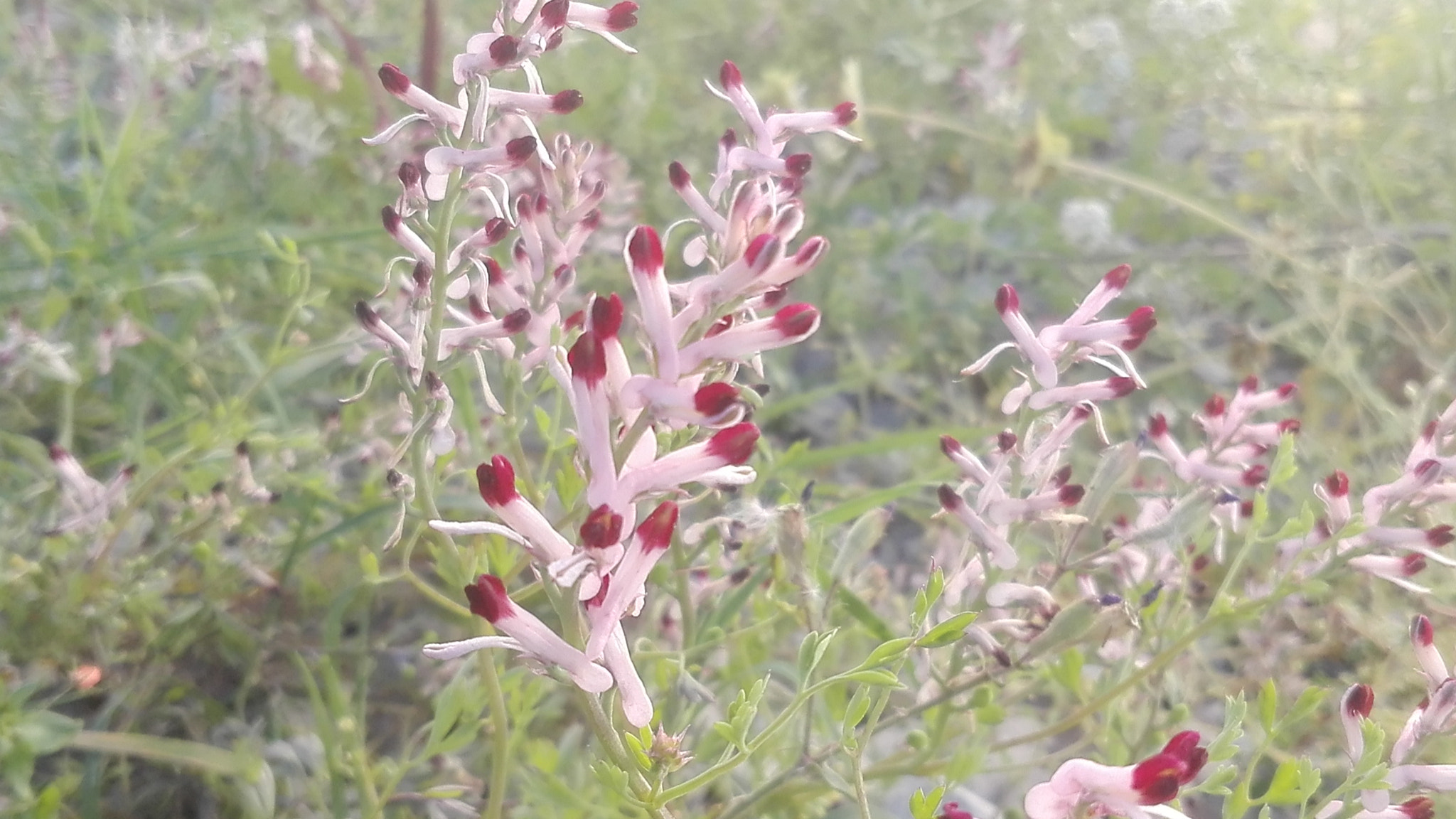 HUAWEI Y6II sample photo