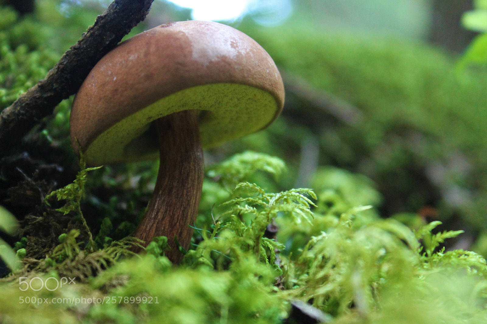 Canon EOS 1100D (EOS Rebel T3 / EOS Kiss X50) sample photo. Little mushroom in a photography