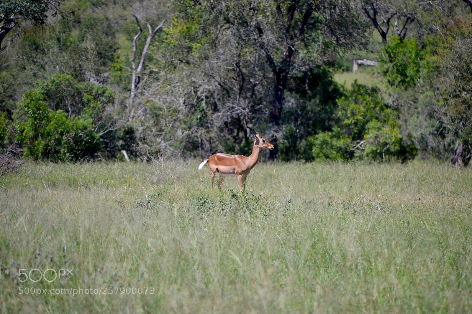 Nikon D3100 sample photo. Buck being all alone photography