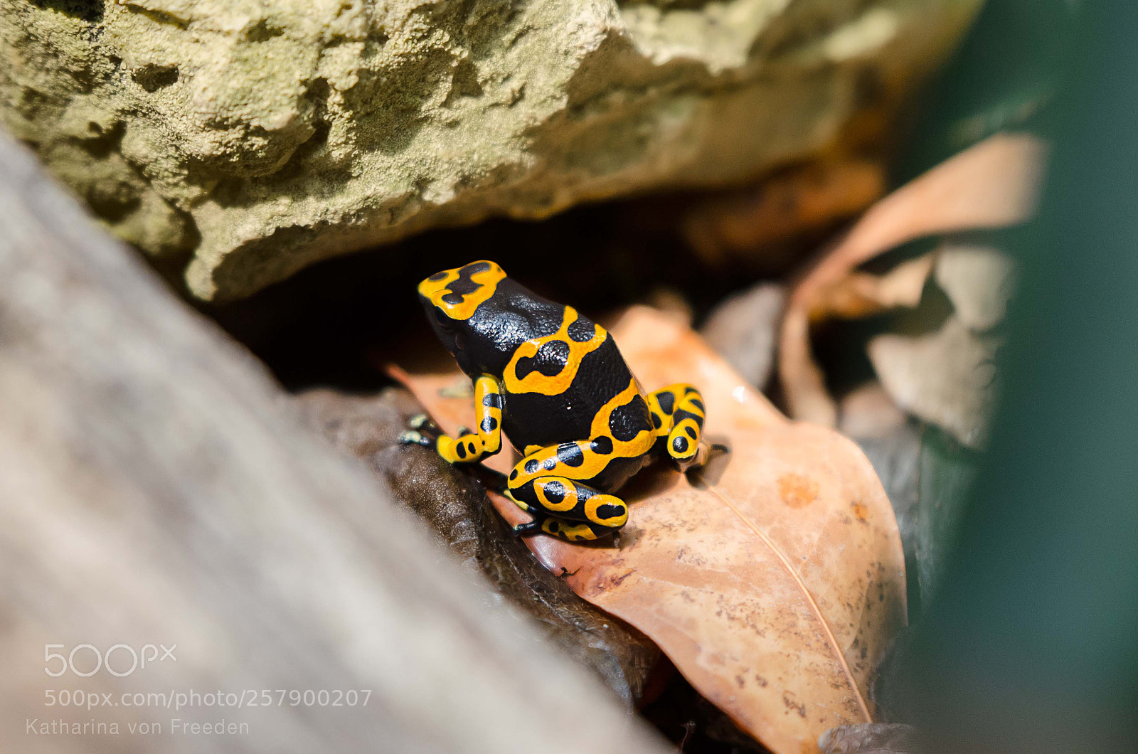 Nikon D5100 sample photo. Yellow-banded poison dart frog photography