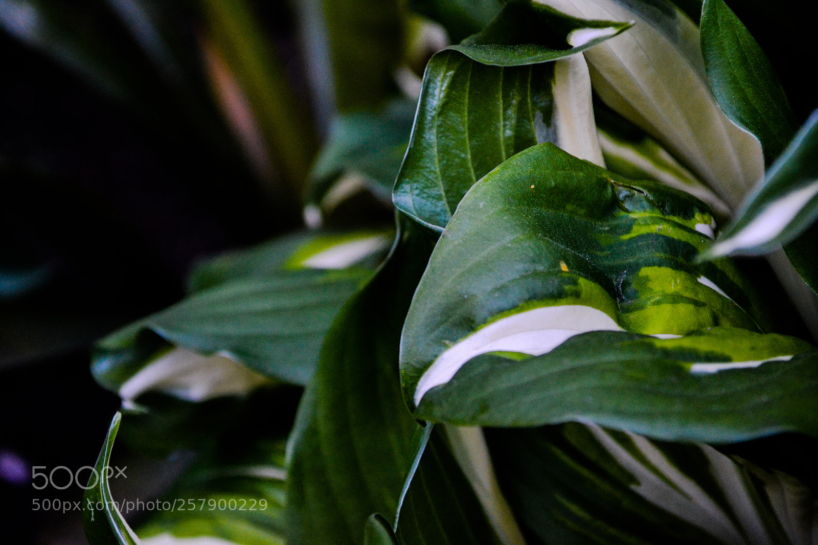 Nikon D3100 sample photo. Flower leaves photography