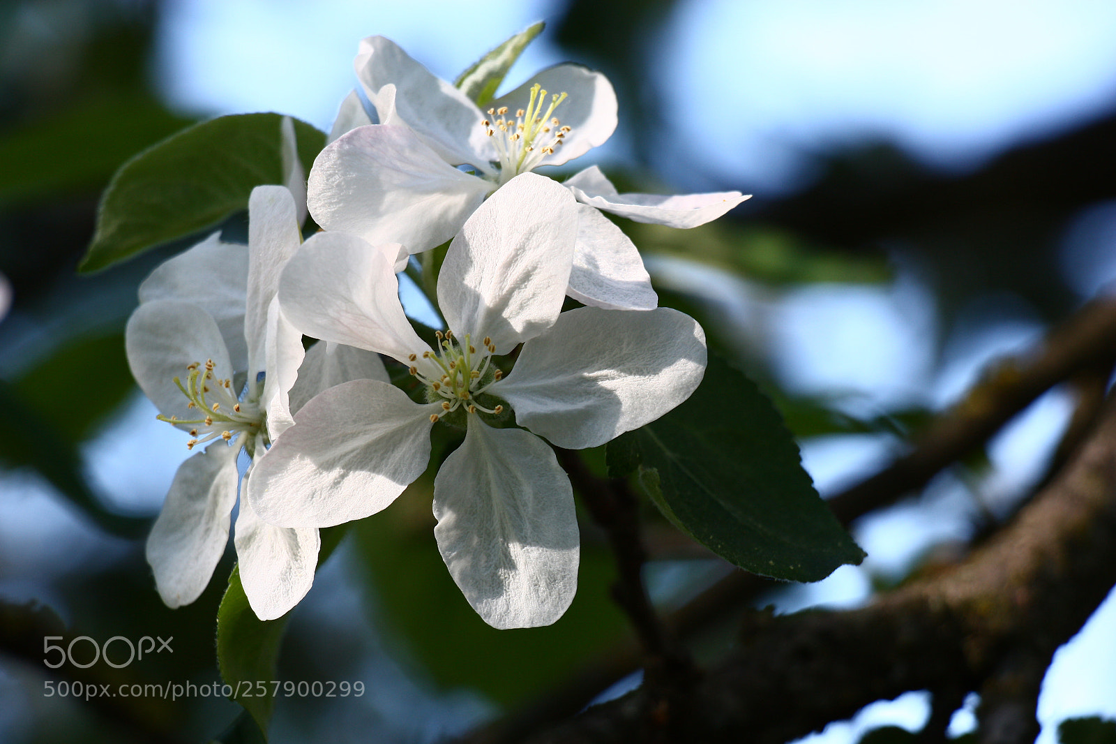 Canon EOS 450D (EOS Rebel XSi / EOS Kiss X2) sample photo. Apple-tree flowers in the photography