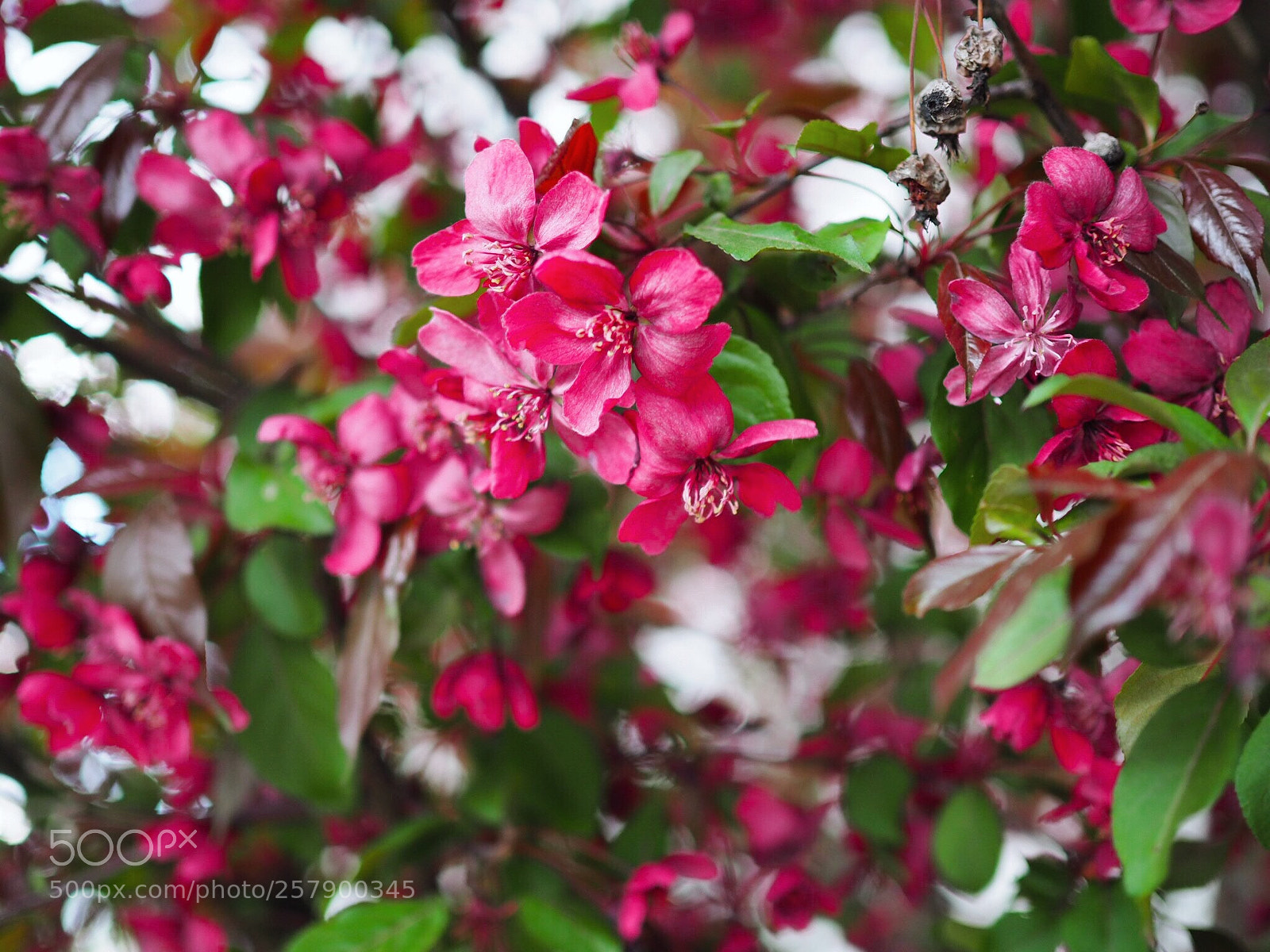Olympus OM-D E-M10 II sample photo. Lovely color ? photography
