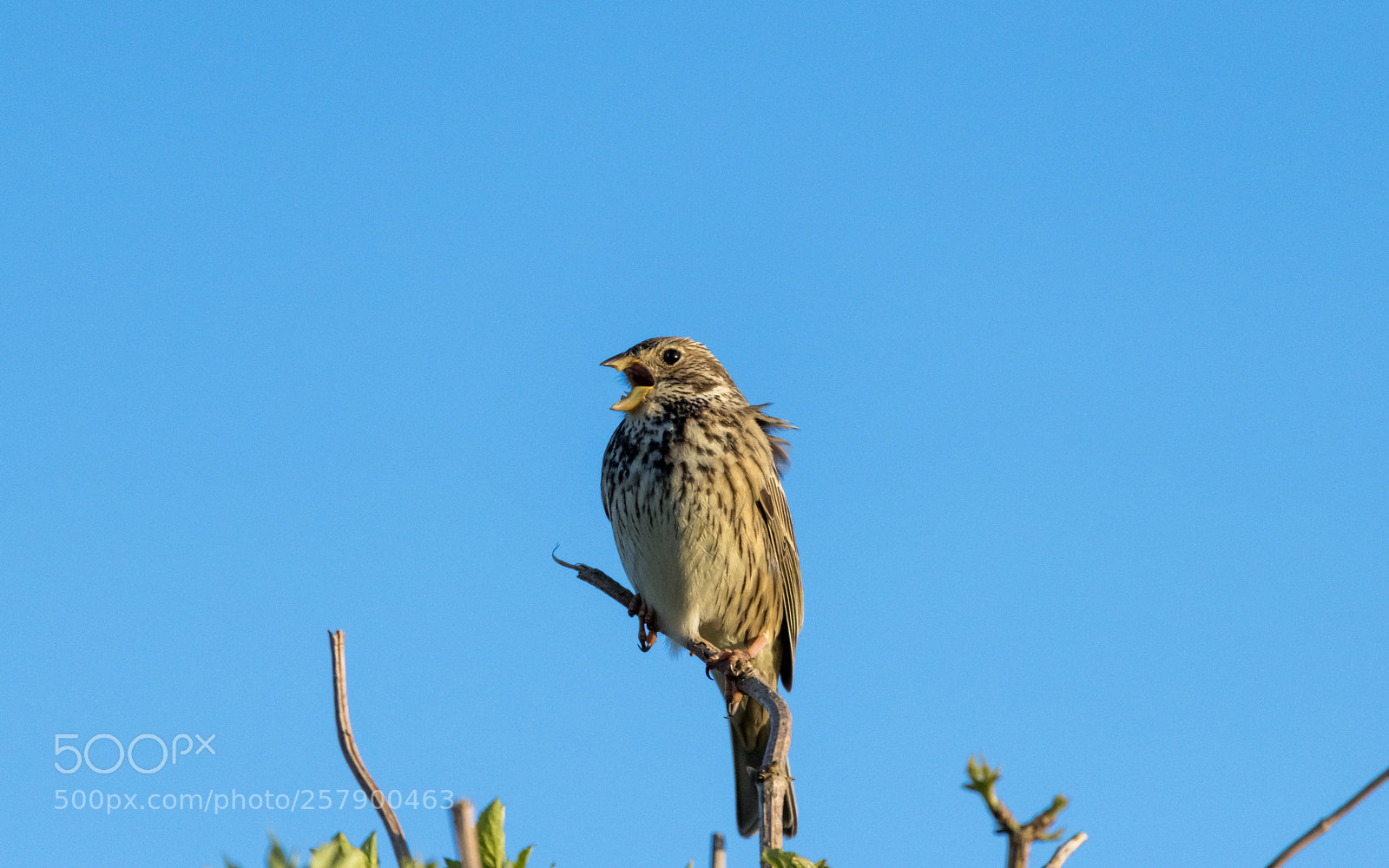 Nikon D850 sample photo. Corn bunting singing photography