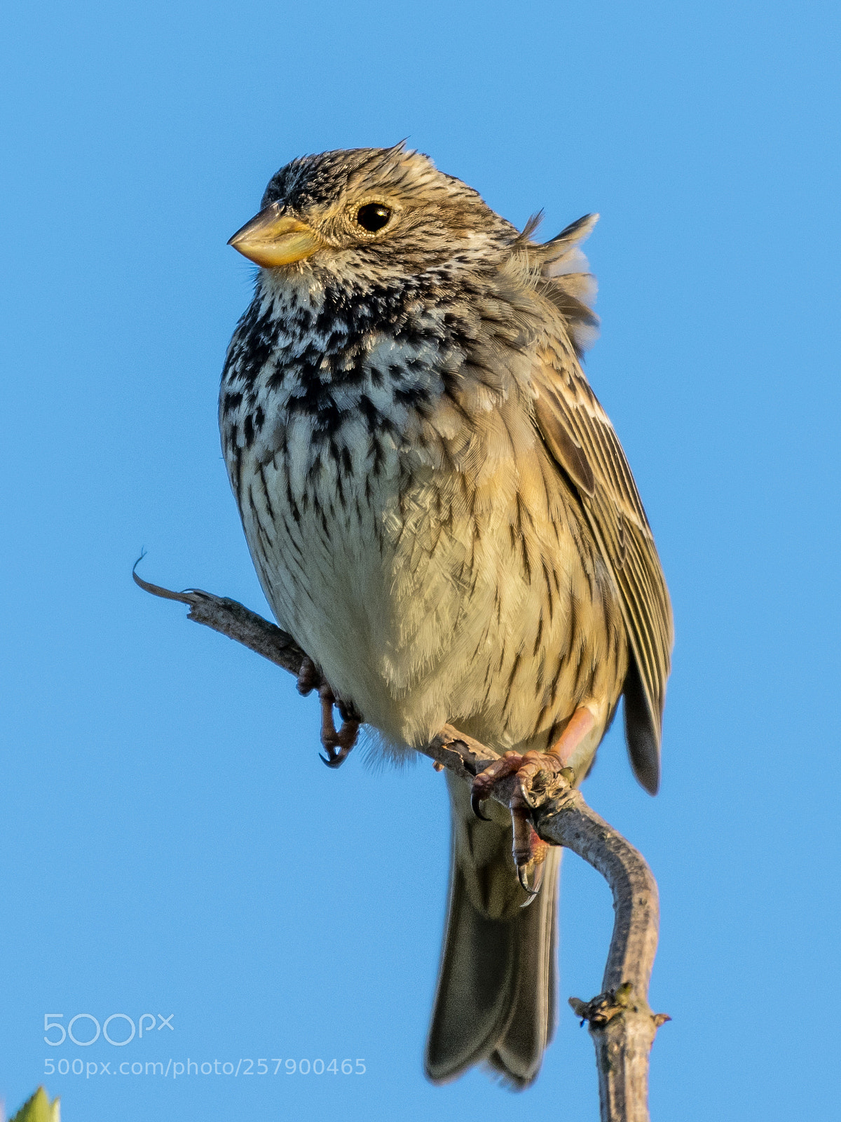 Nikon D850 sample photo. Corn bunting photography
