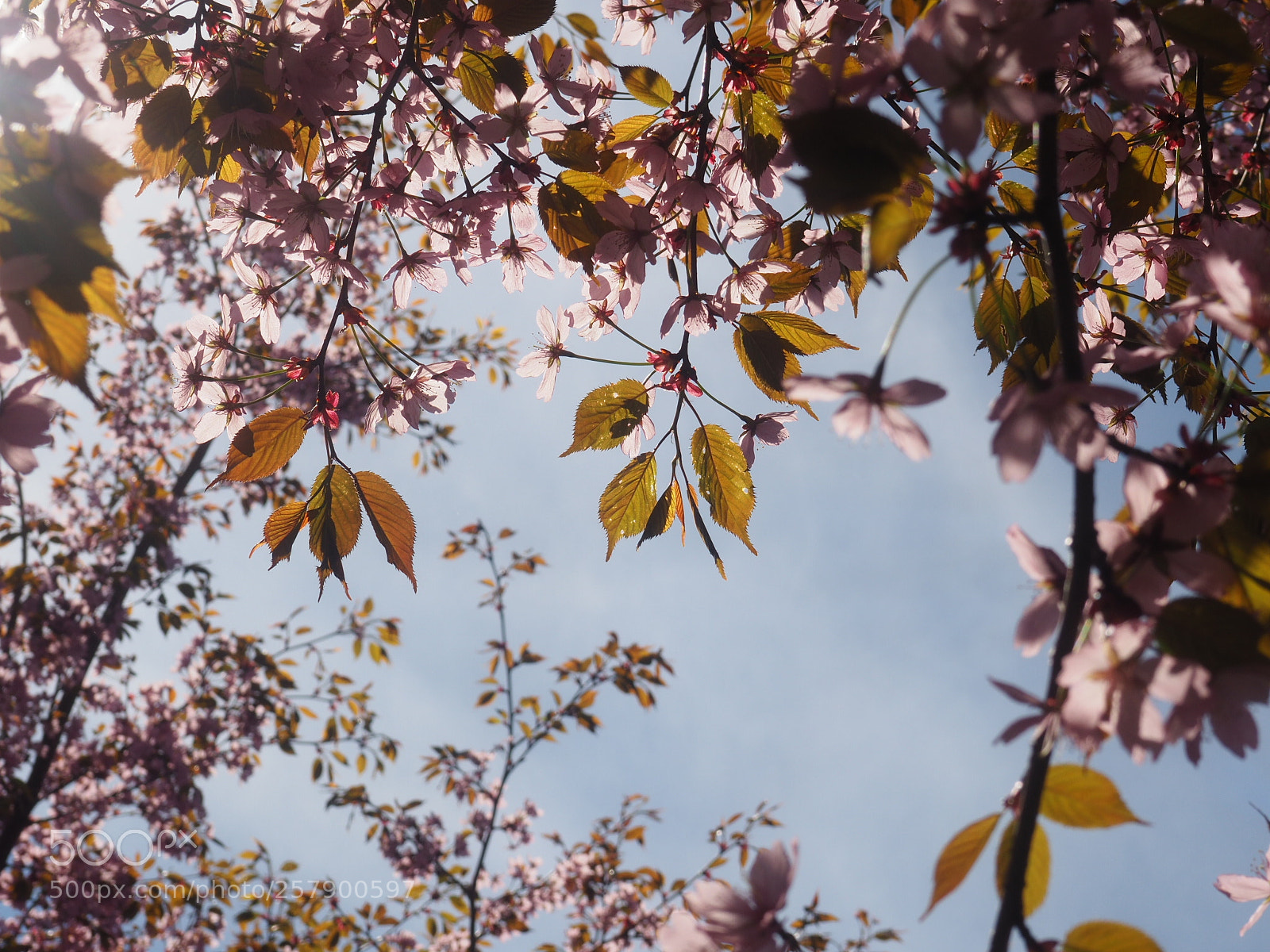 Olympus OM-D E-M10 II sample photo. Cherry sky photography
