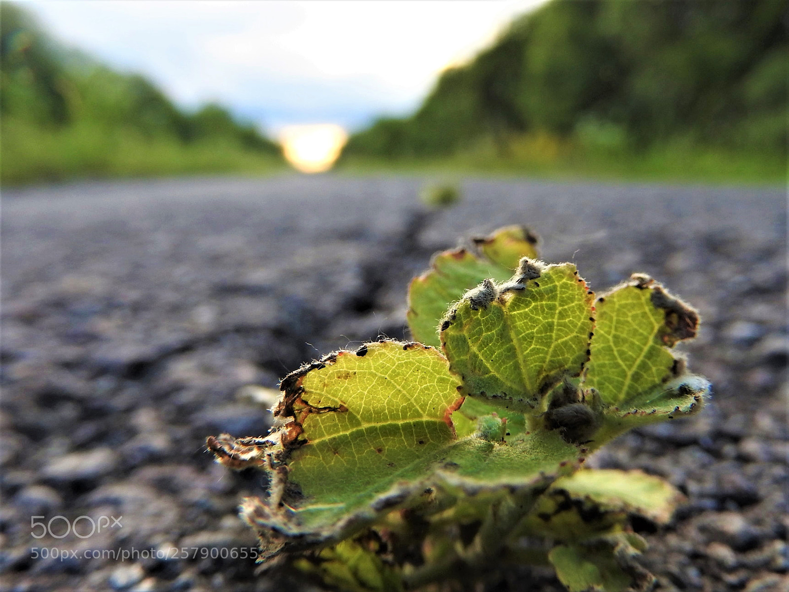 Nikon Coolpix P610 sample photo. On the roud photography