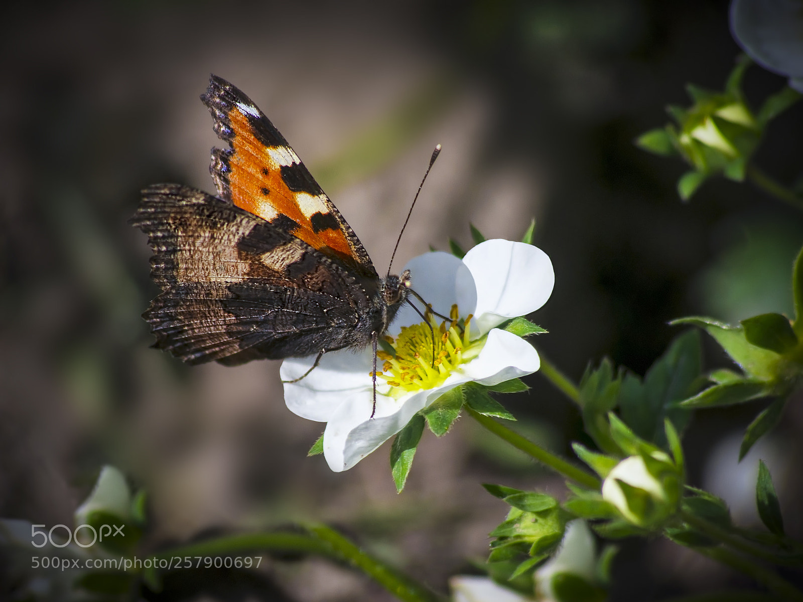 Pentax K-x sample photo. Butterfly and strawberry photography
