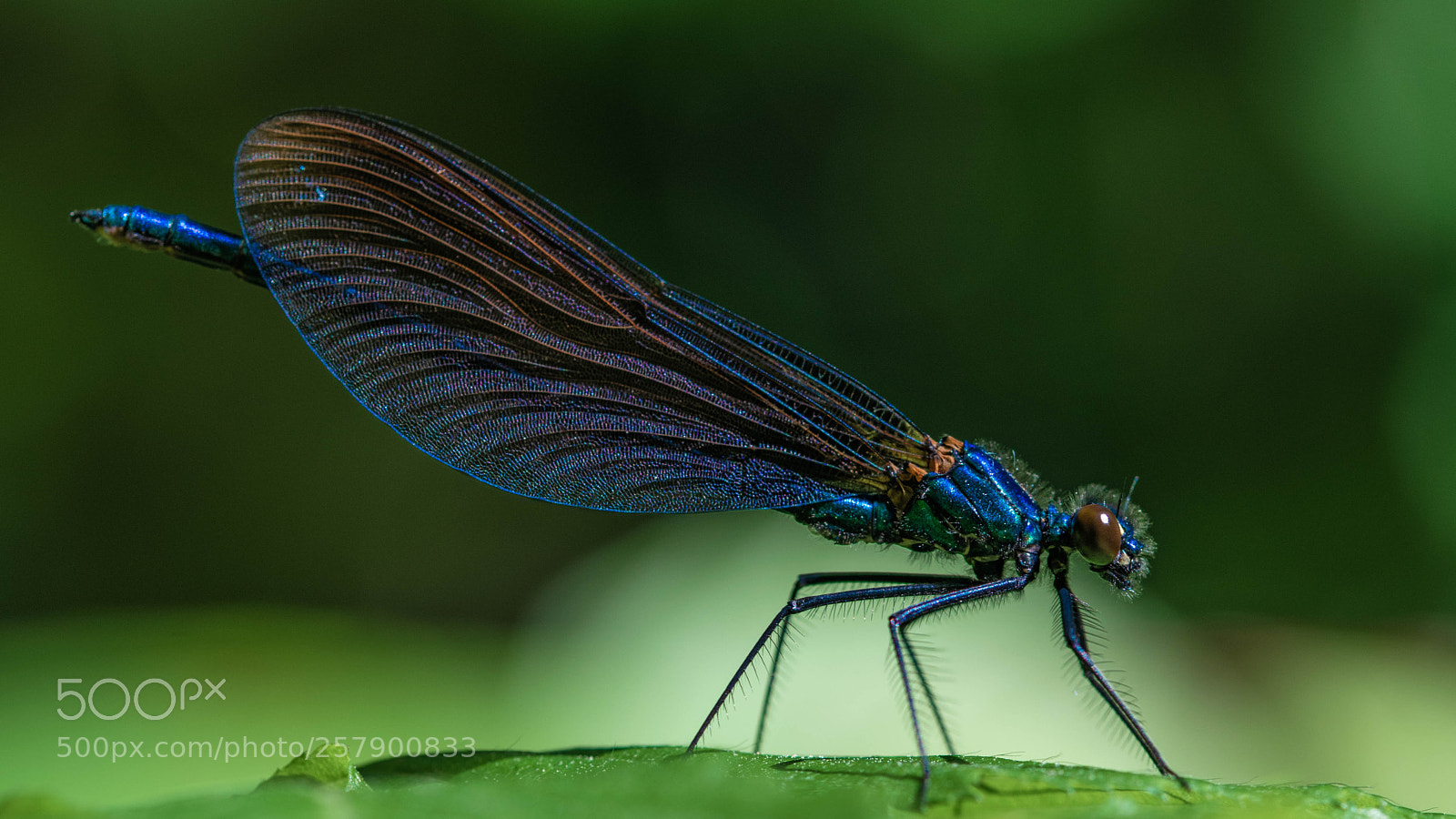 Nikon D5300 sample photo. Blauflügel-prachtlibelle photography