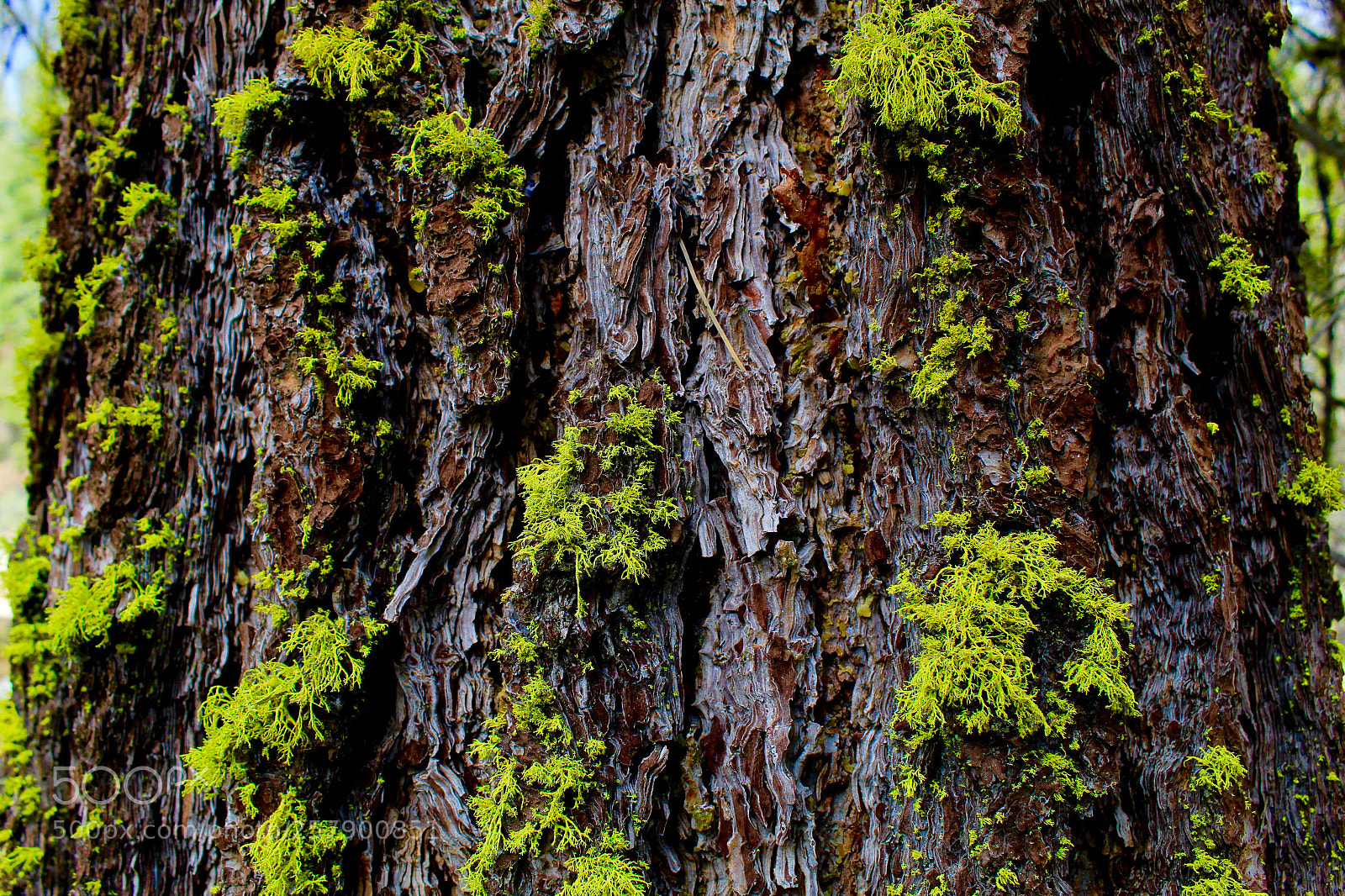 Canon EOS 1300D (EOS Rebel T6 / EOS Kiss X80) sample photo. Tree moss photography