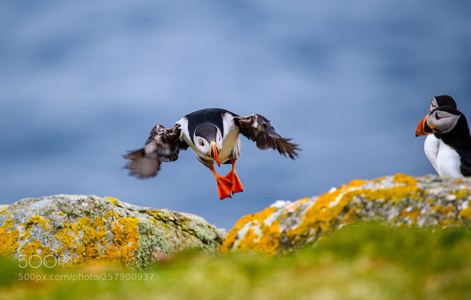 Nikon D5 sample photo. Puffin photography