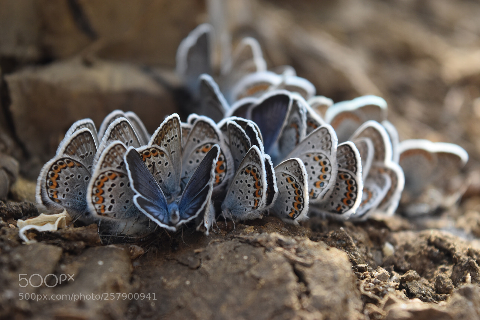 Nikon D5500 sample photo. Butterfly bunch photography