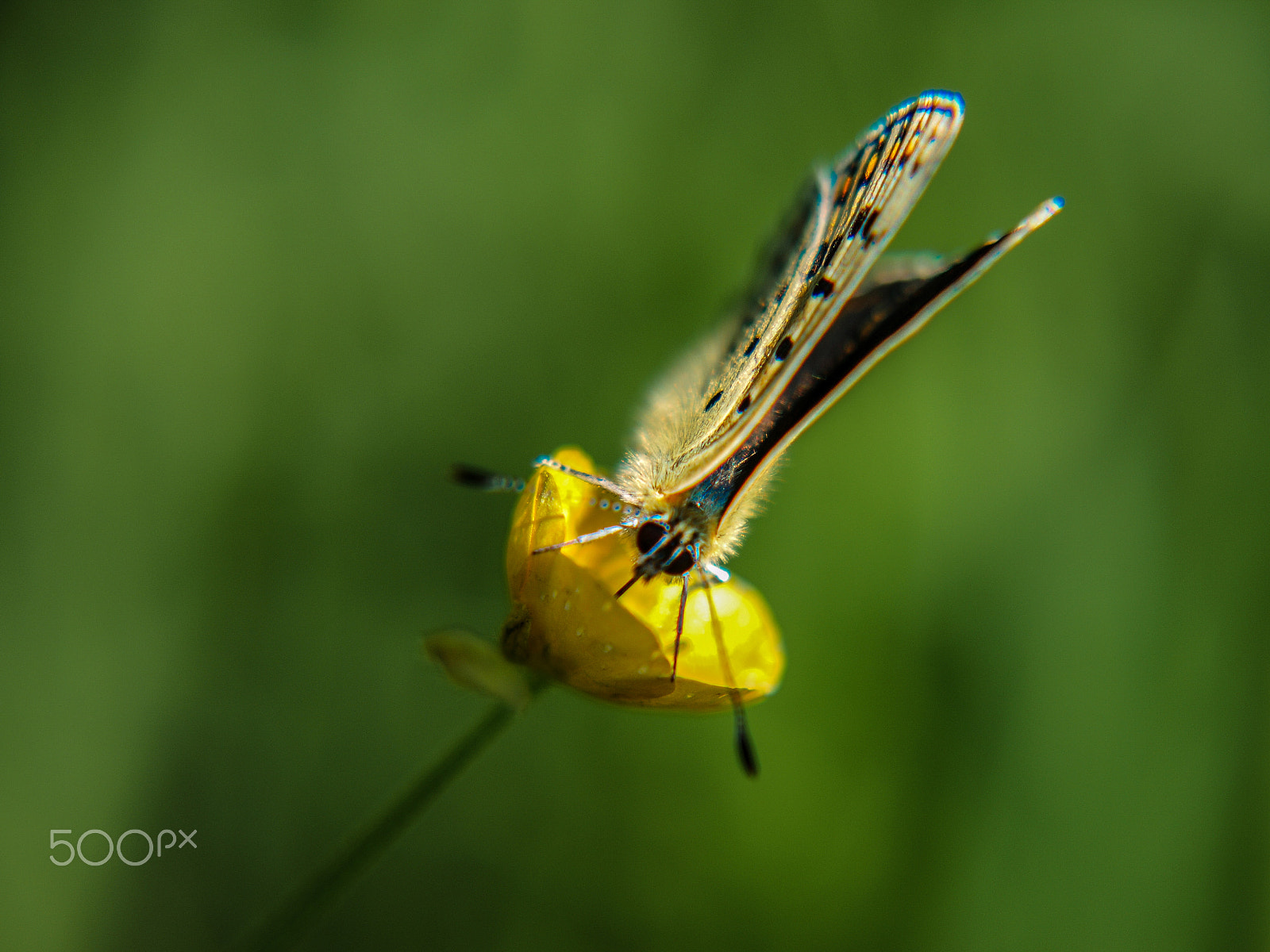 Olympus E-620 (EVOLT E-620) sample photo. #110 photography