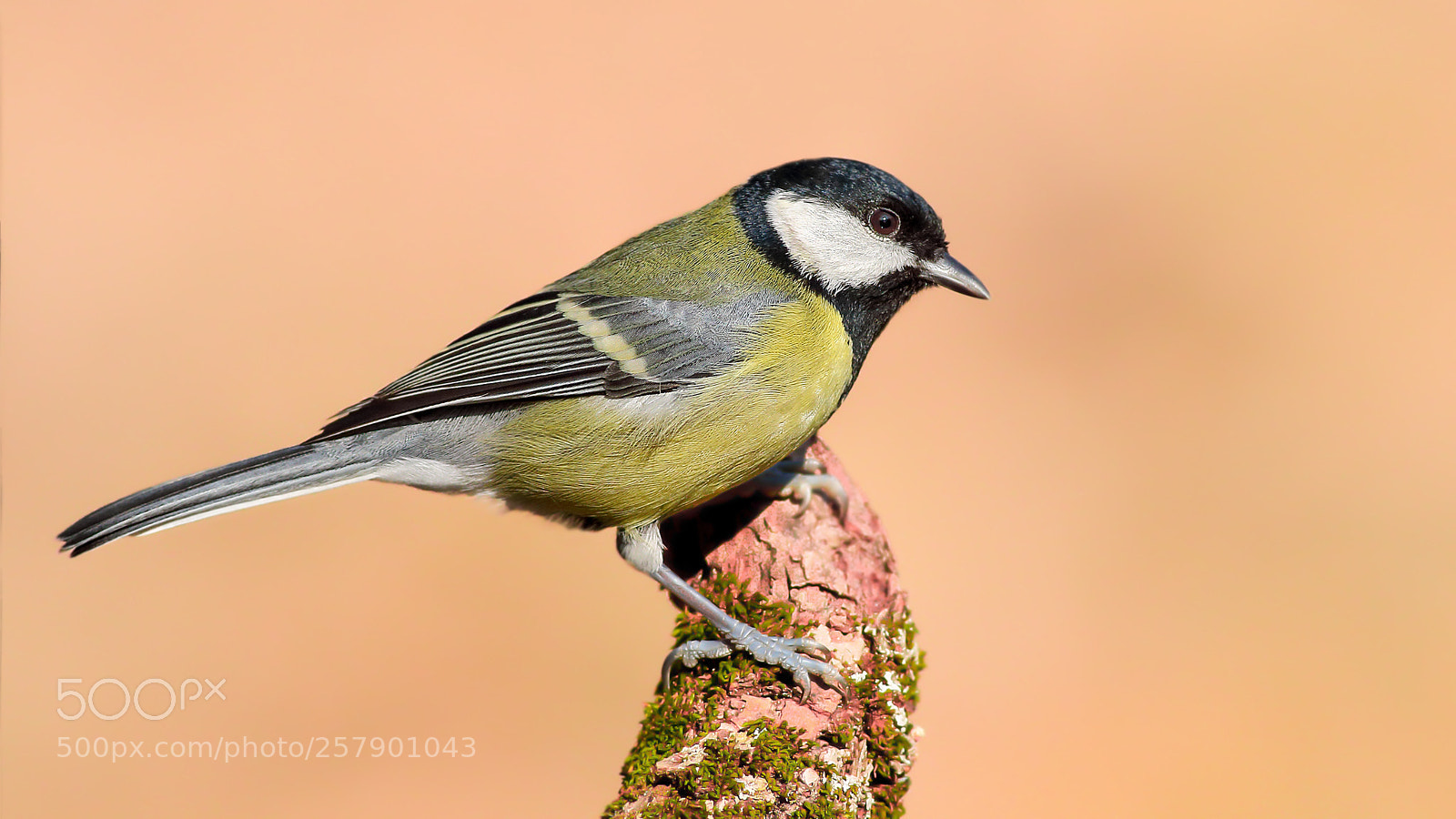 Canon EOS 70D sample photo. Great tit-b y kba photography