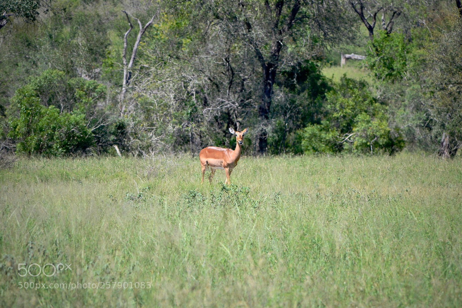 Nikon D3100 sample photo. Buck still being all photography