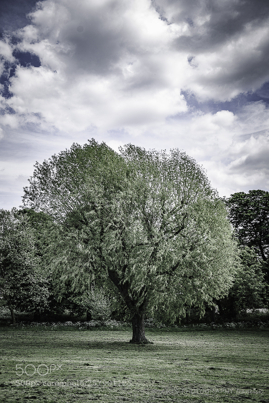 Nikon D810 sample photo. A wood photography