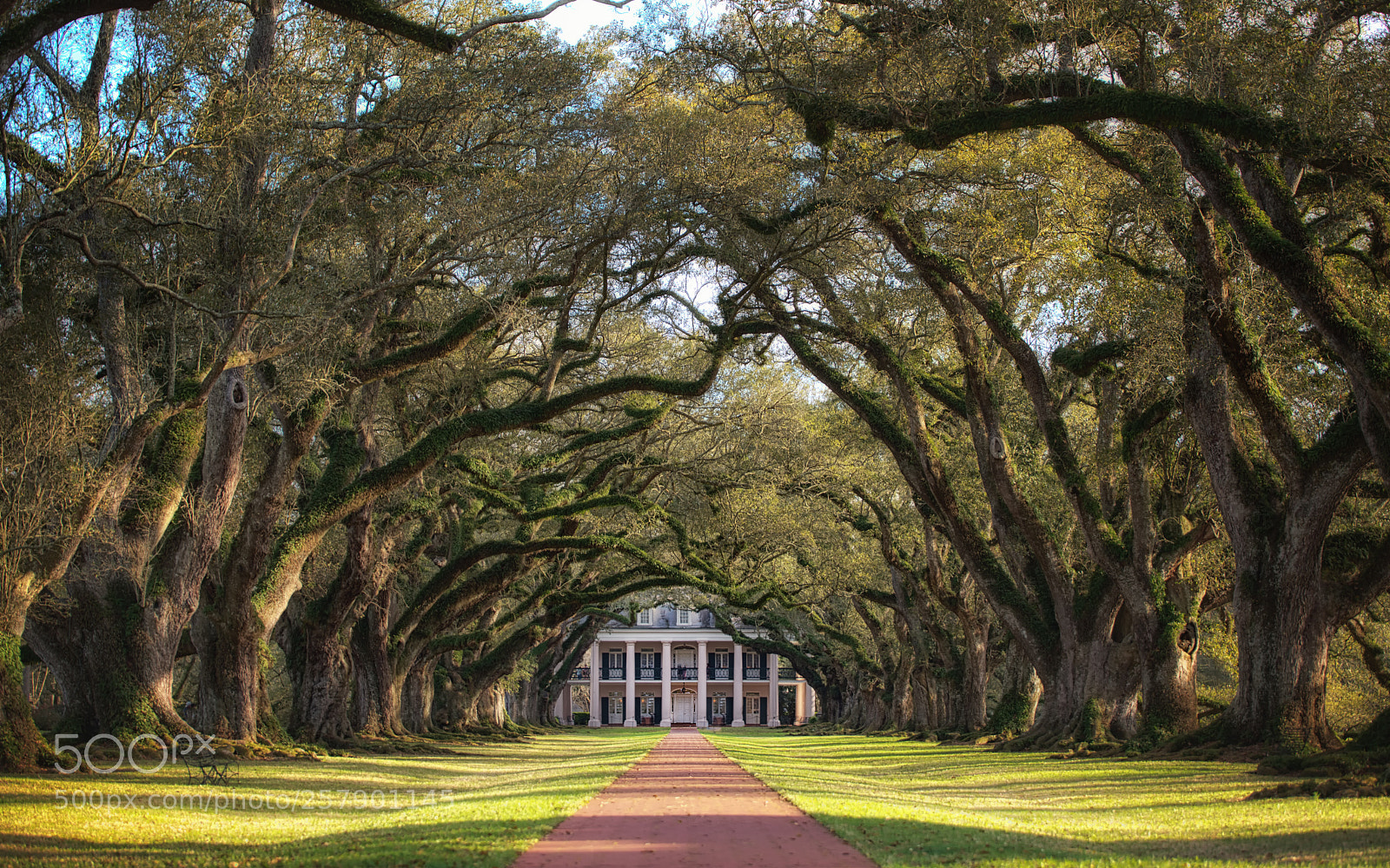 Nikon D750 sample photo. Oak alley plantation photography
