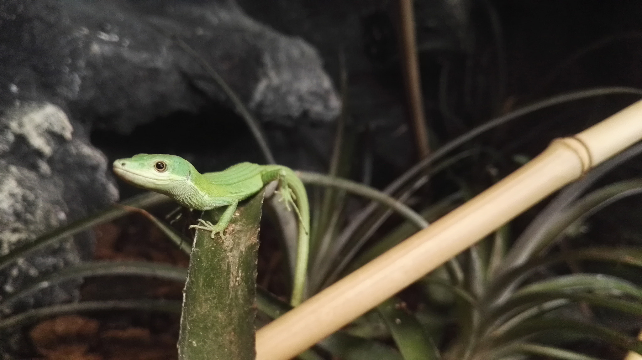 HUAWEI P8 sample photo