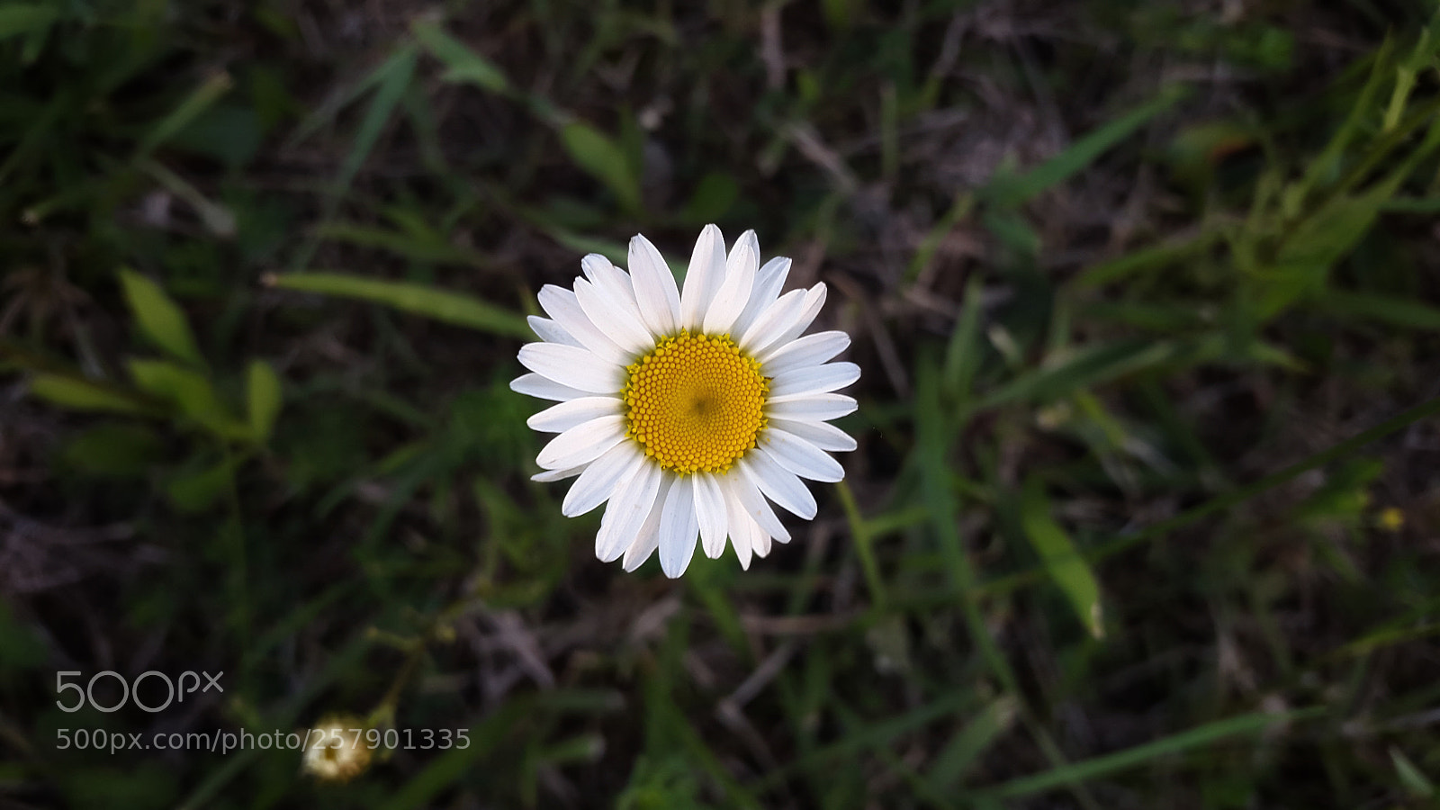 Samsung Galaxy S5 sample photo. Wildflower galore photography