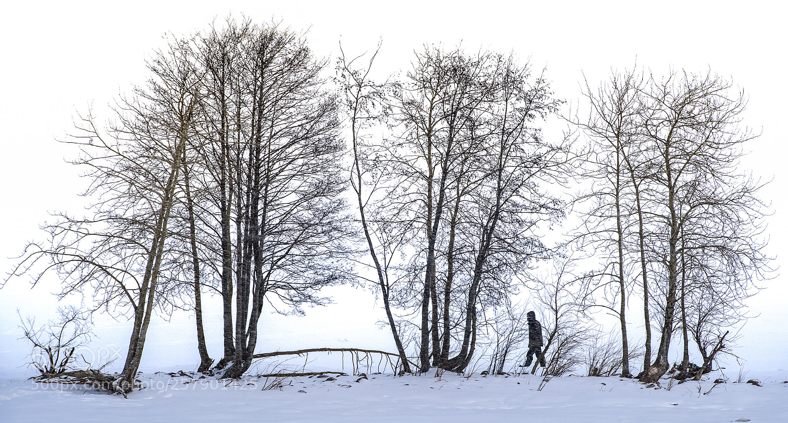 Nikon D5 sample photo. Snow photography