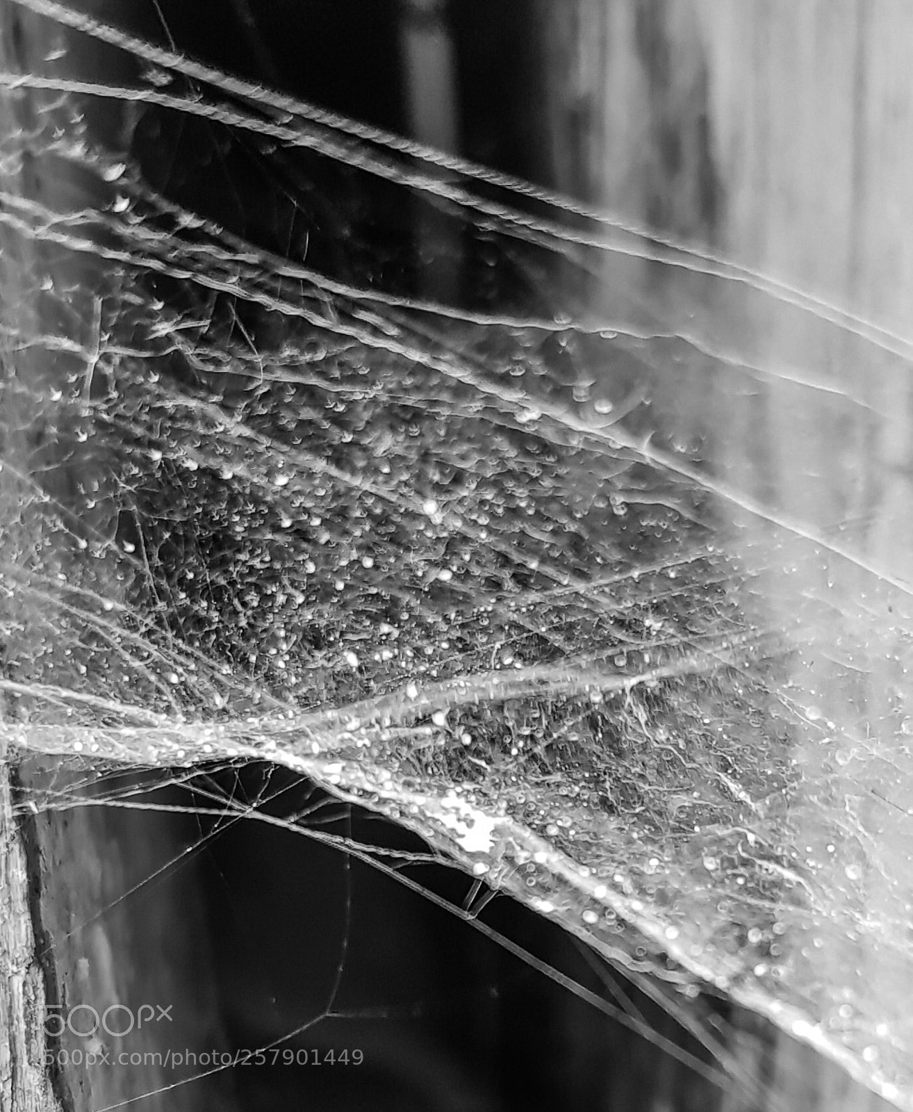 Samsung Galaxy S8 sample photo. Amazing spider work photography